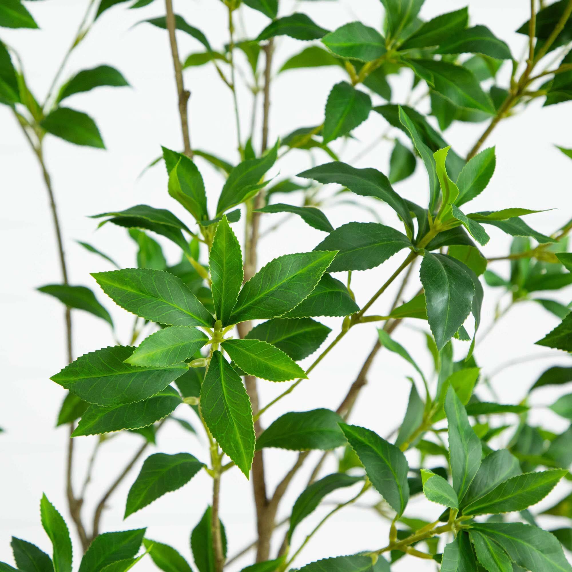7ft. Potted Minimalist Japanese Pieris Tree with Real Touch Leaves