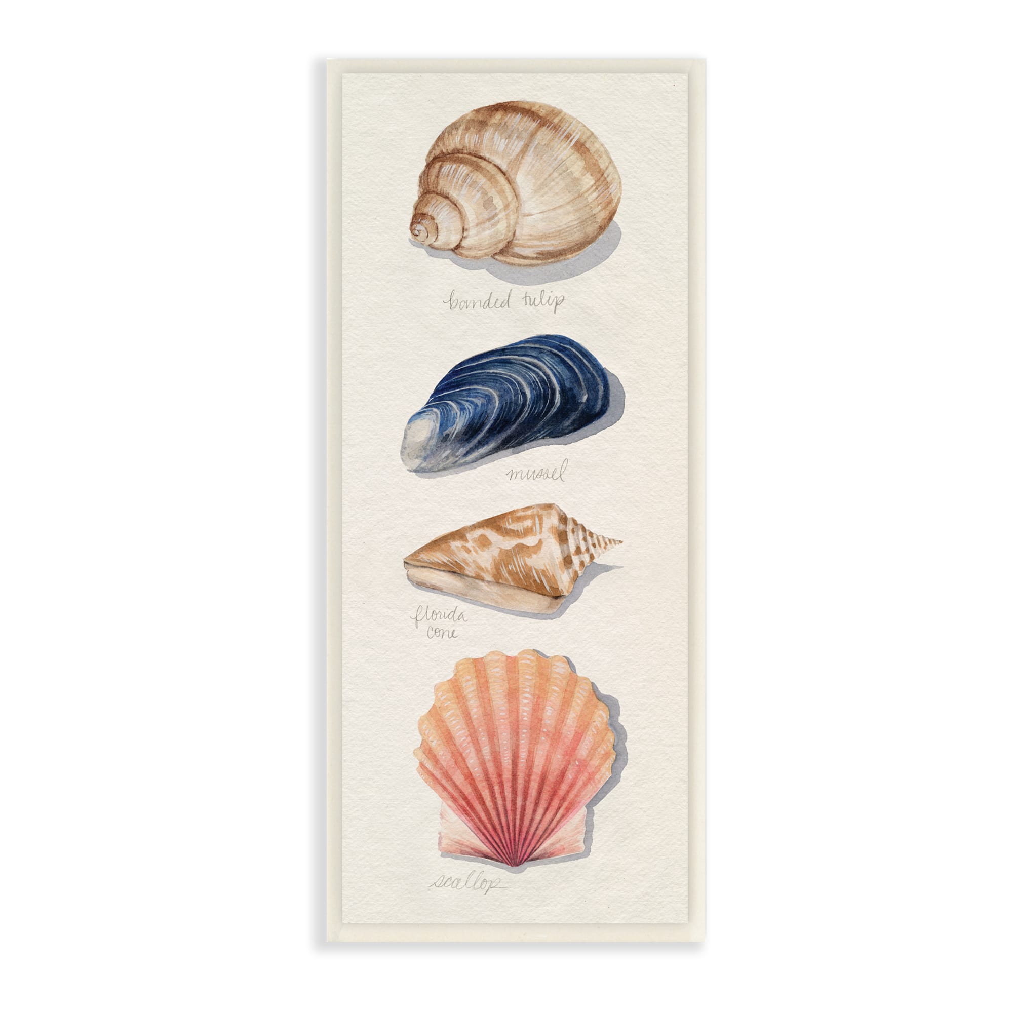 Stupell Industries Ocean Life Sea Shells Soft Beige Sand, 7&#x22; x 17&#x22;