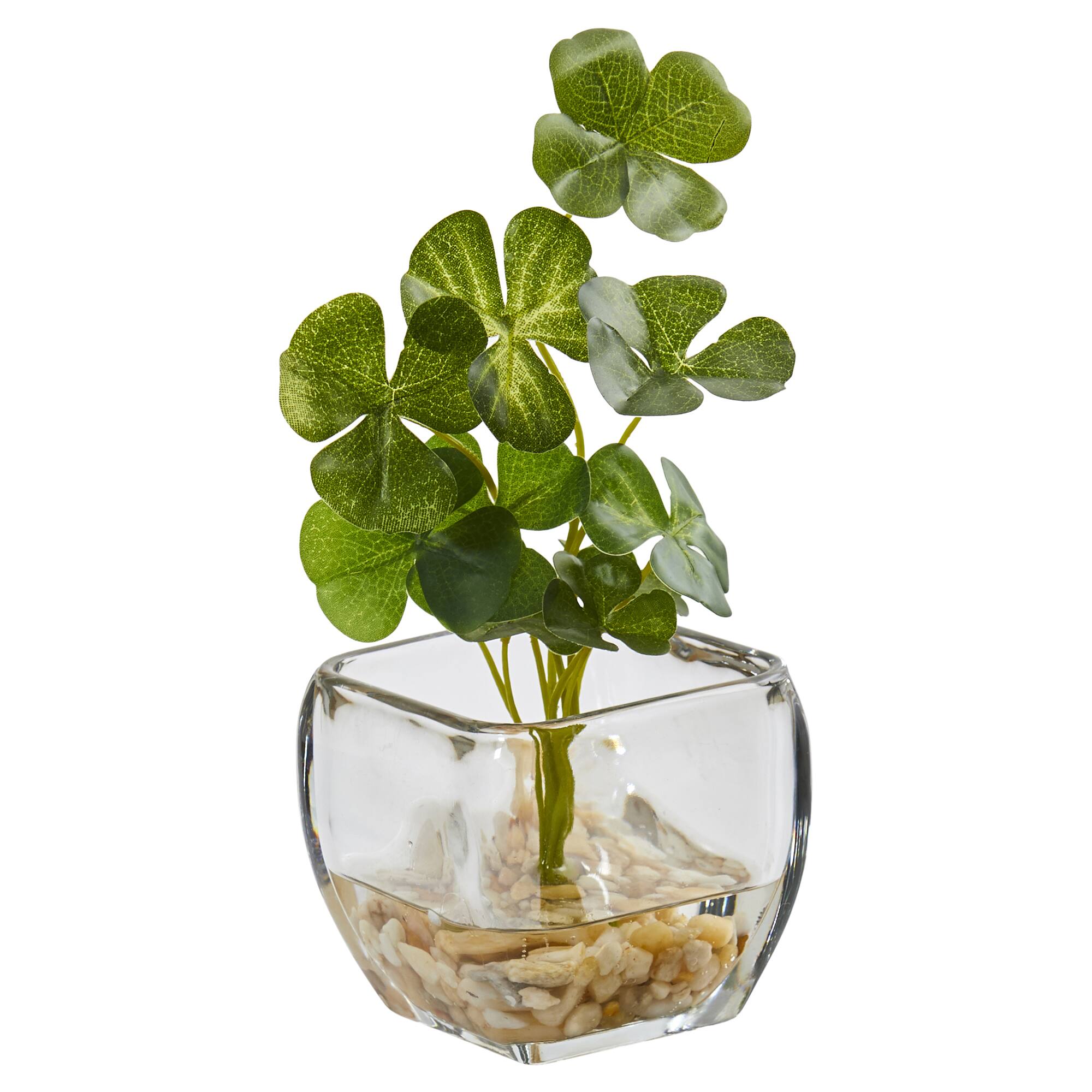 9" Clover Plant in Glass Planter, 2ct.