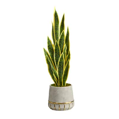 3ft. Snake Plant in Stoneware Planter with Gold Trim | Michaels