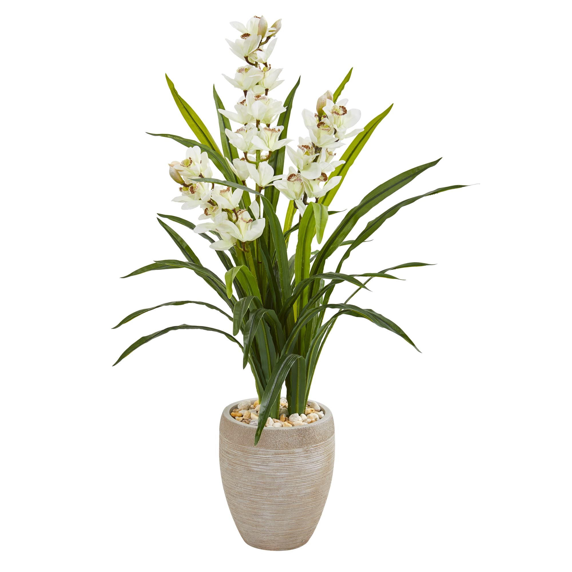 4ft. Boat Orchid in Sandstone Planter