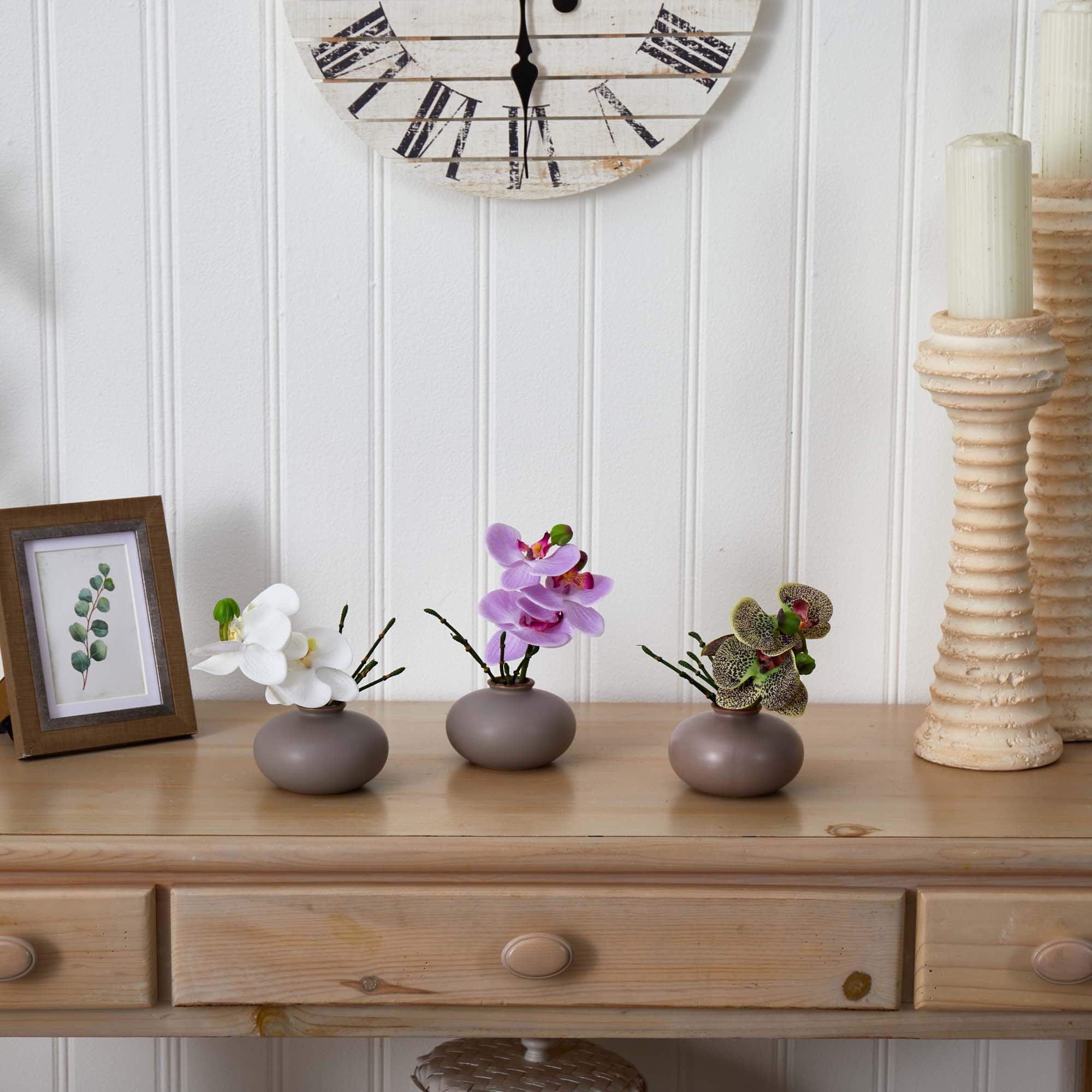 7" Assorted Moth Orchid Arrangement, 3ct.