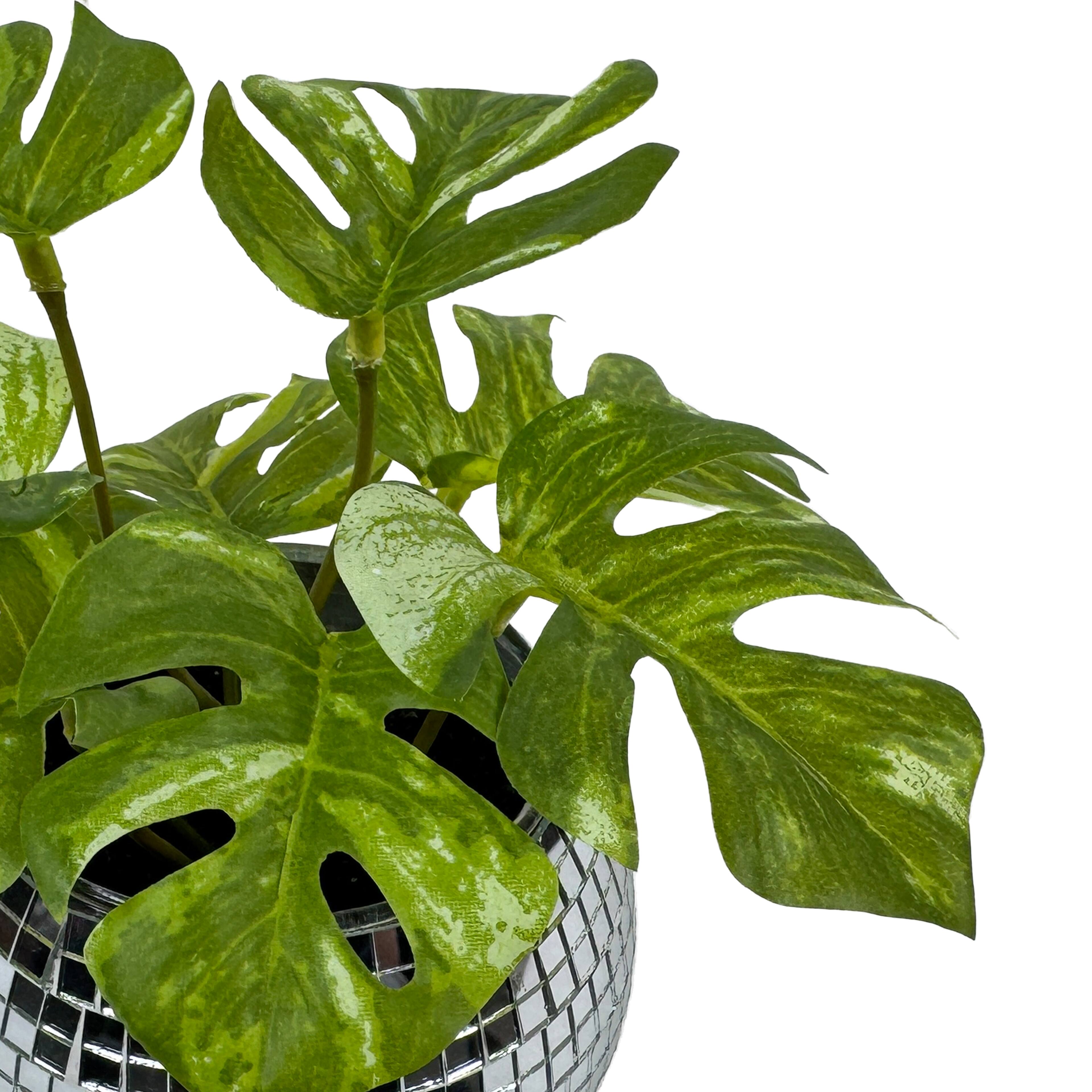 6&#x22; Split Philodendron in Disco Pot by Ashland&#xAE;