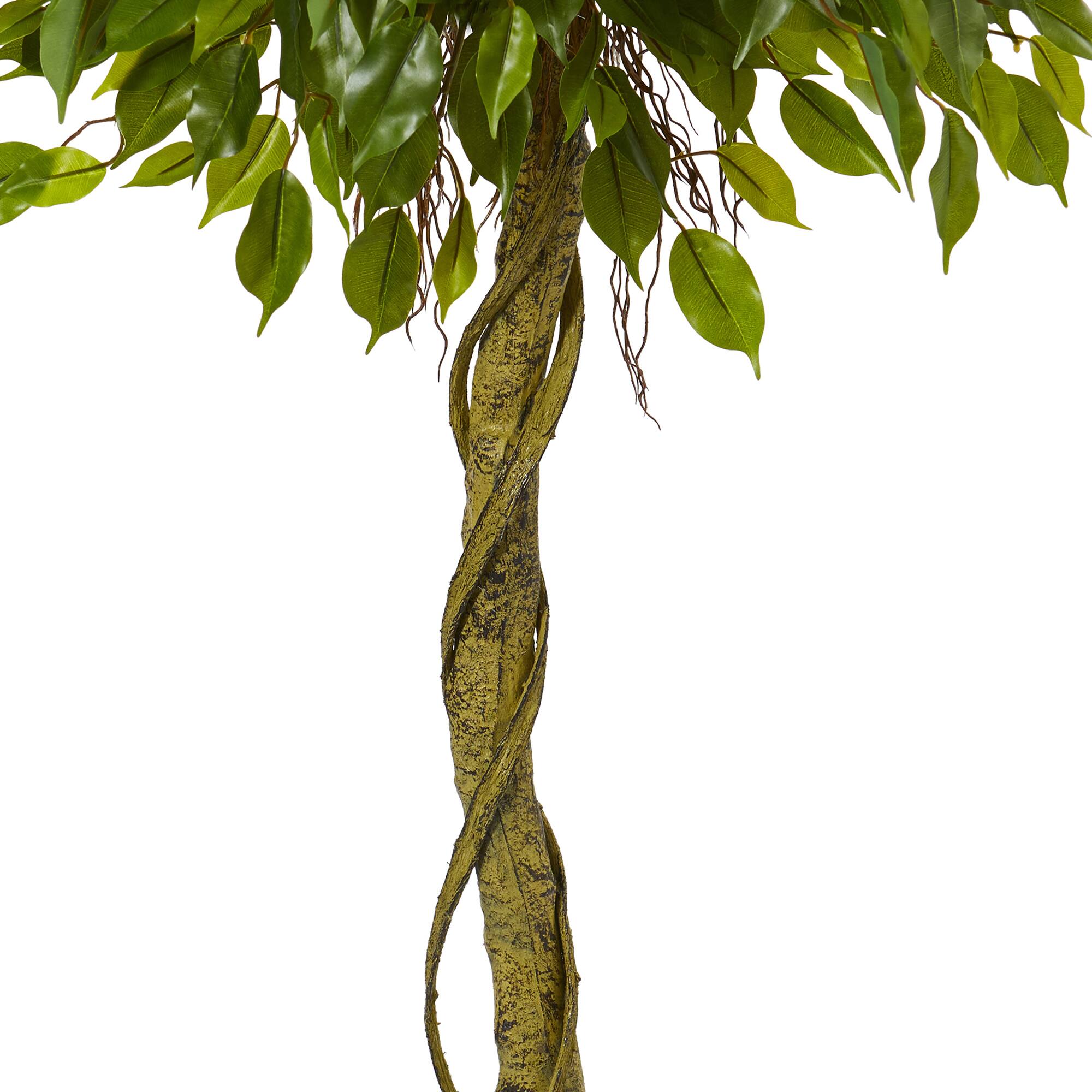 5ft. Potted Ficus Topiary