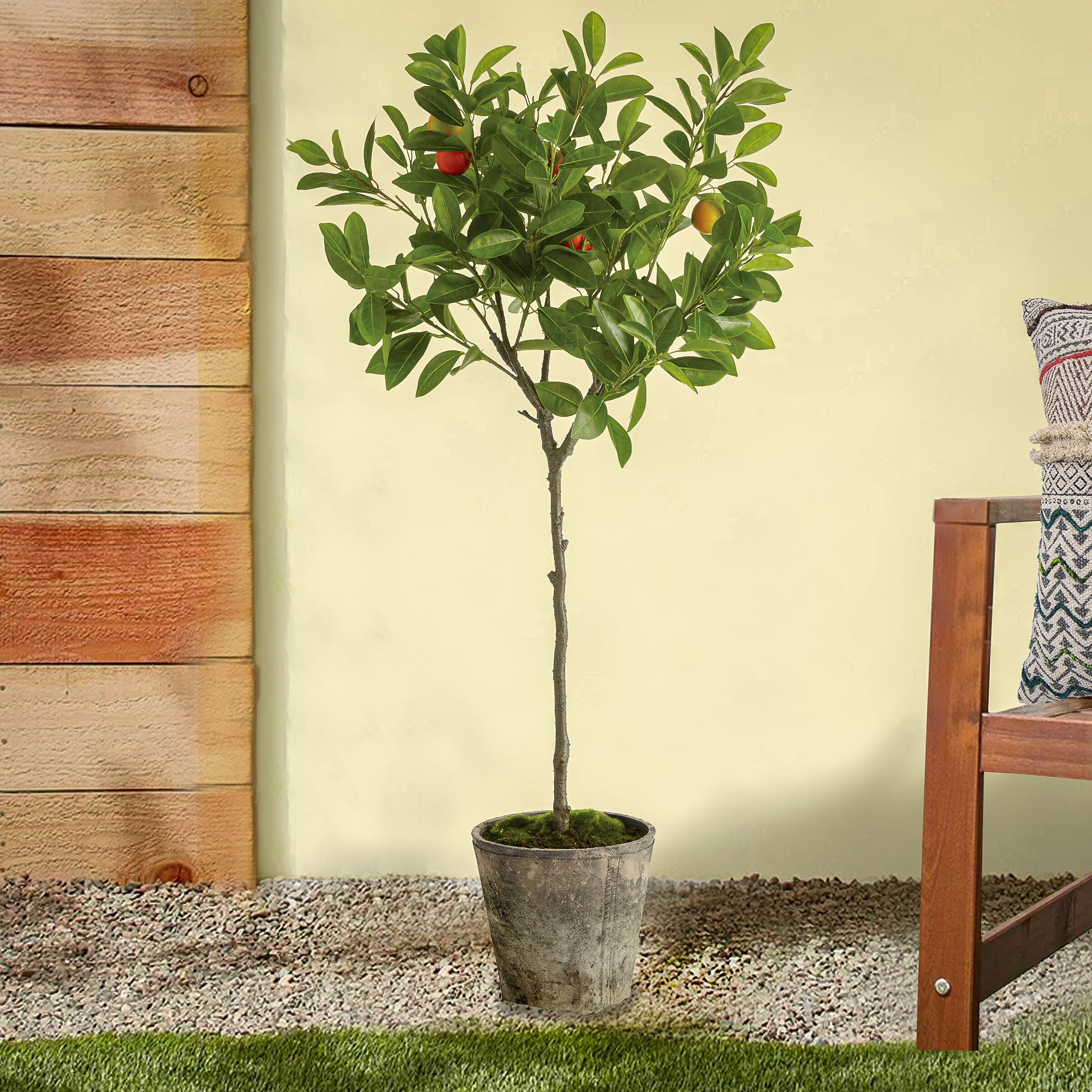 3ft. Potted Orange Tree