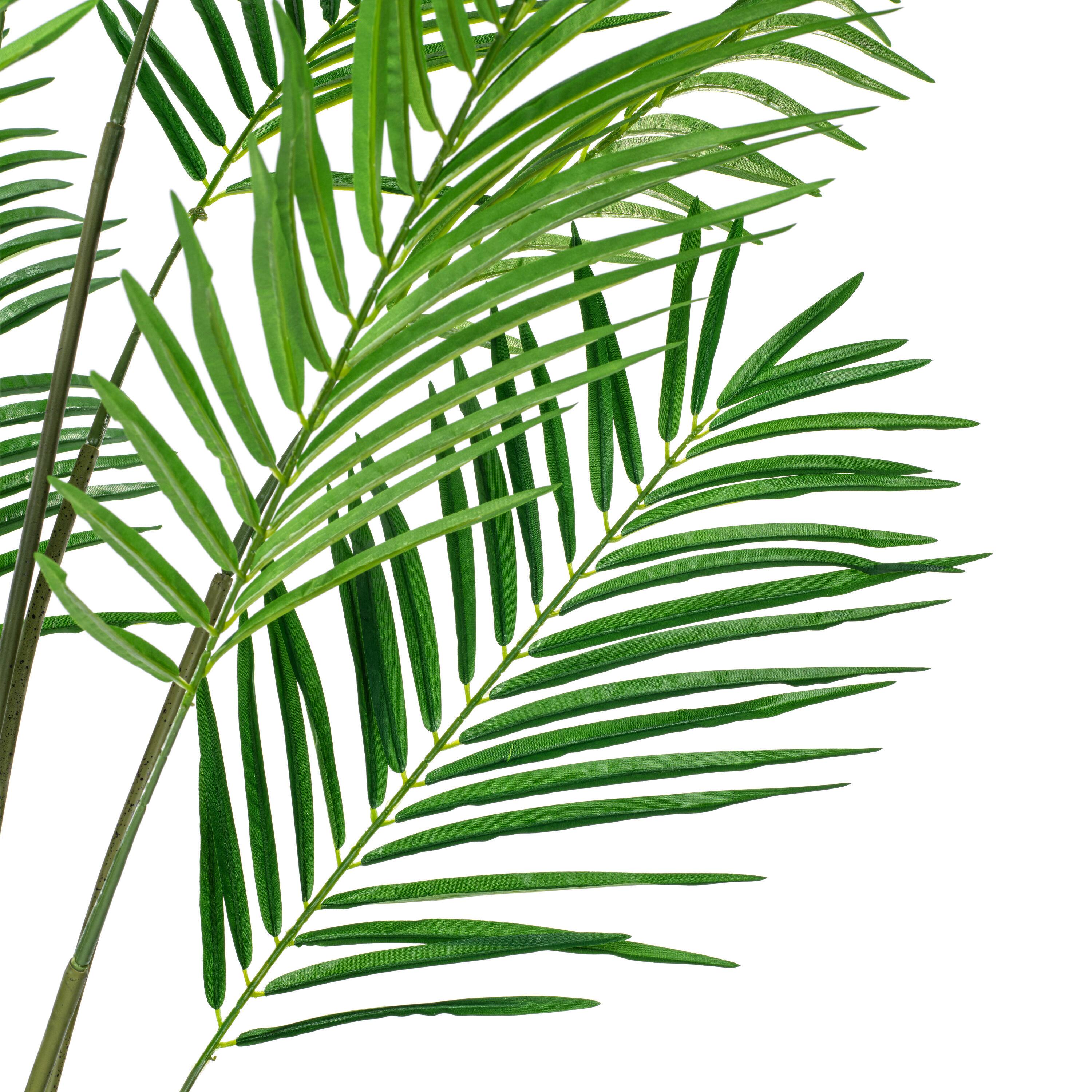 6ft. Potted Giant Areca Palm Tree