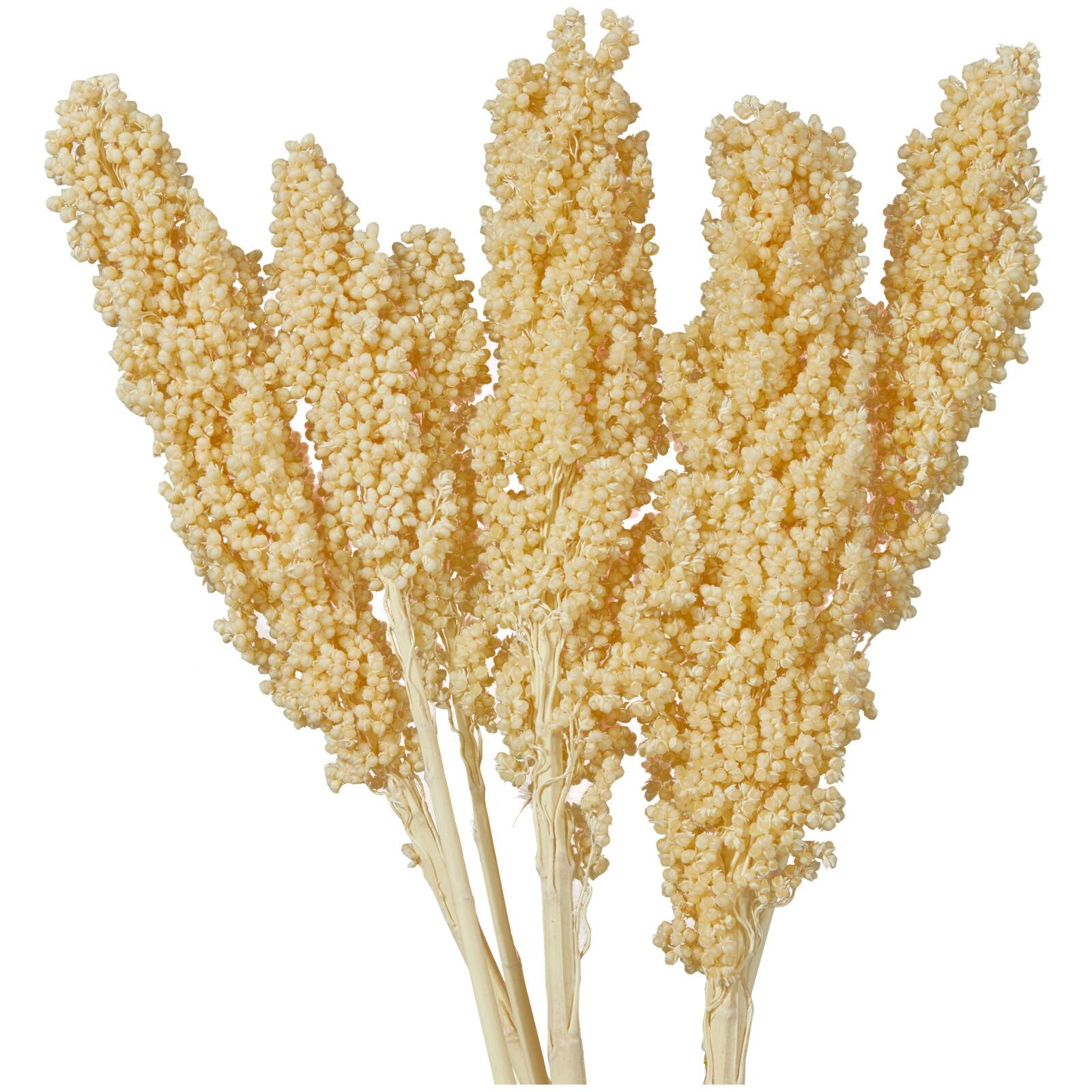 Dried Corn Maize Natural Foliage with Long Stems