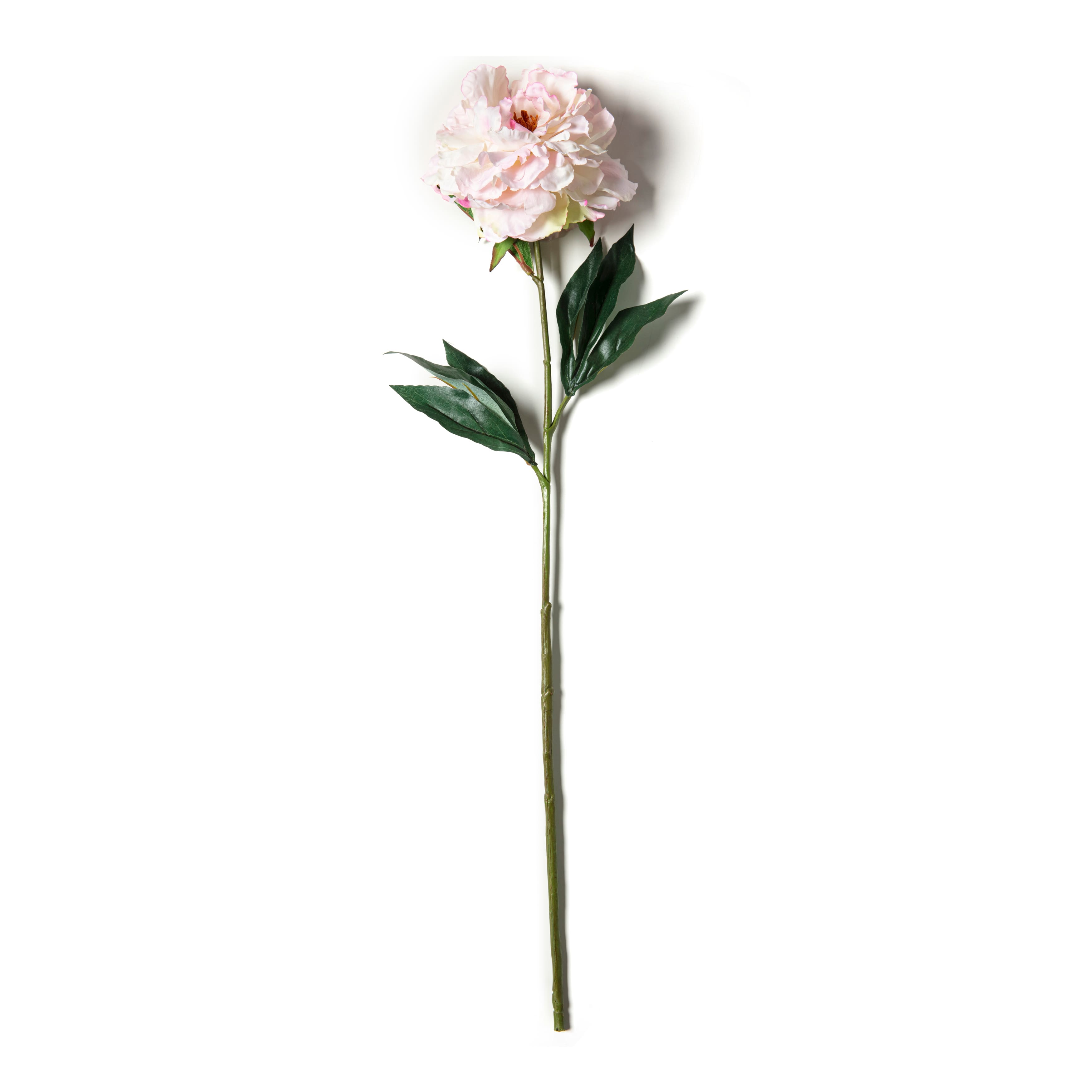 Peony Stem by Ashland&#xAE;