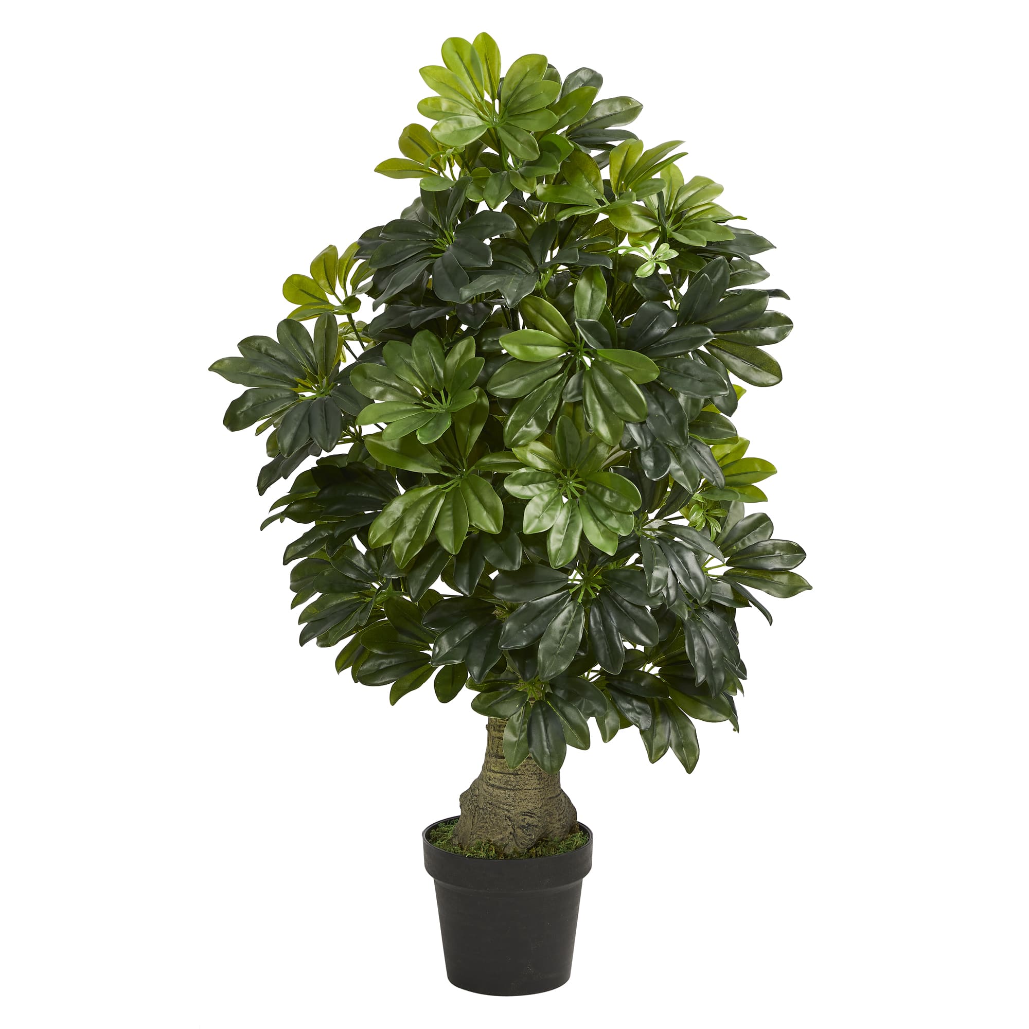 3ft. Potted Umbrella Tree