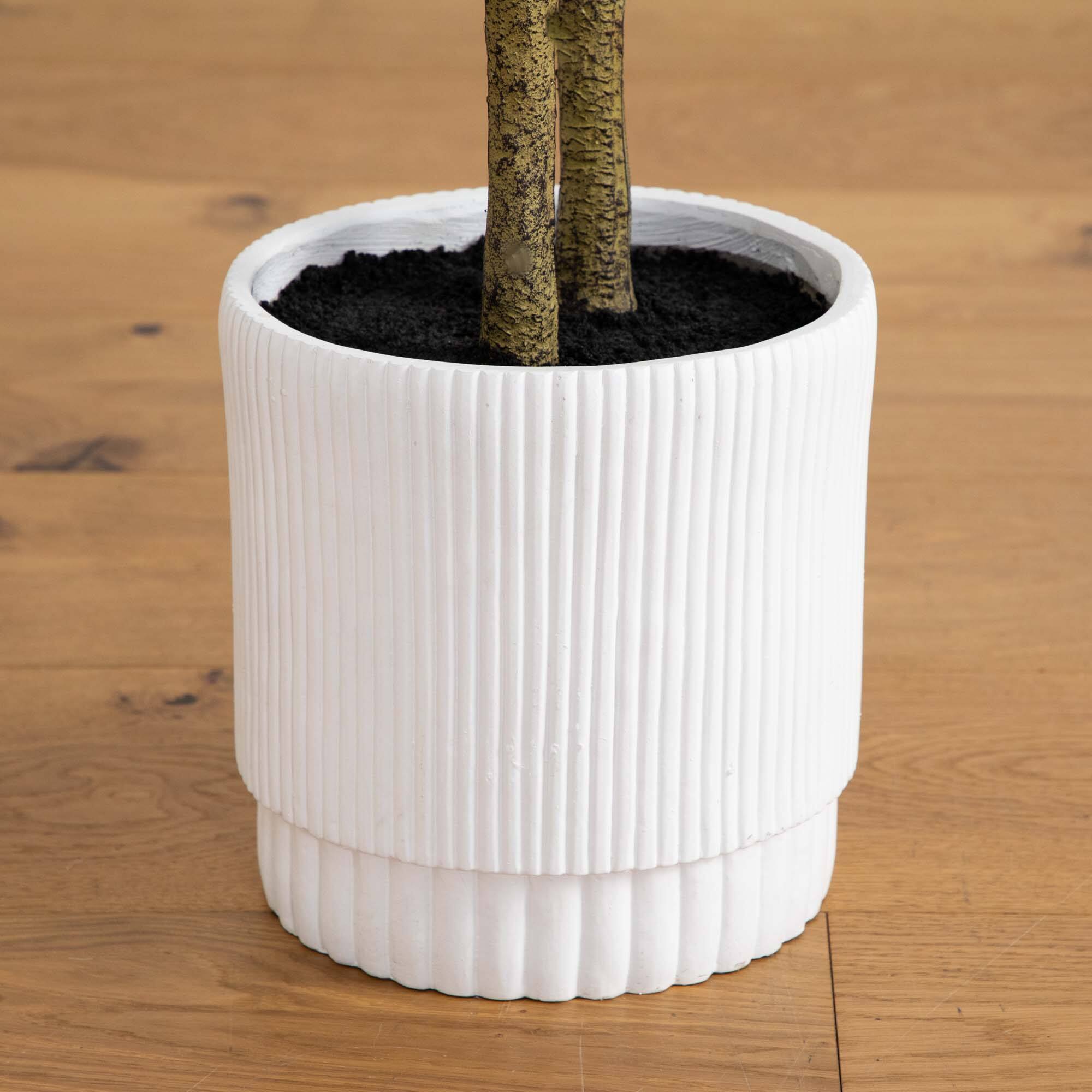 5ft. Enkianthus Tree in White Decorative Planter