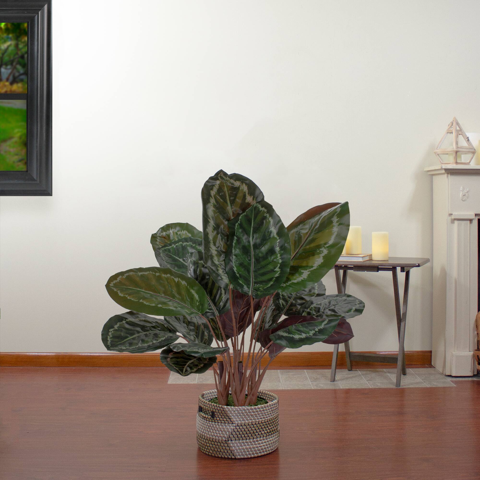 2.5ft. Potted Green Leaf Calathea Plant