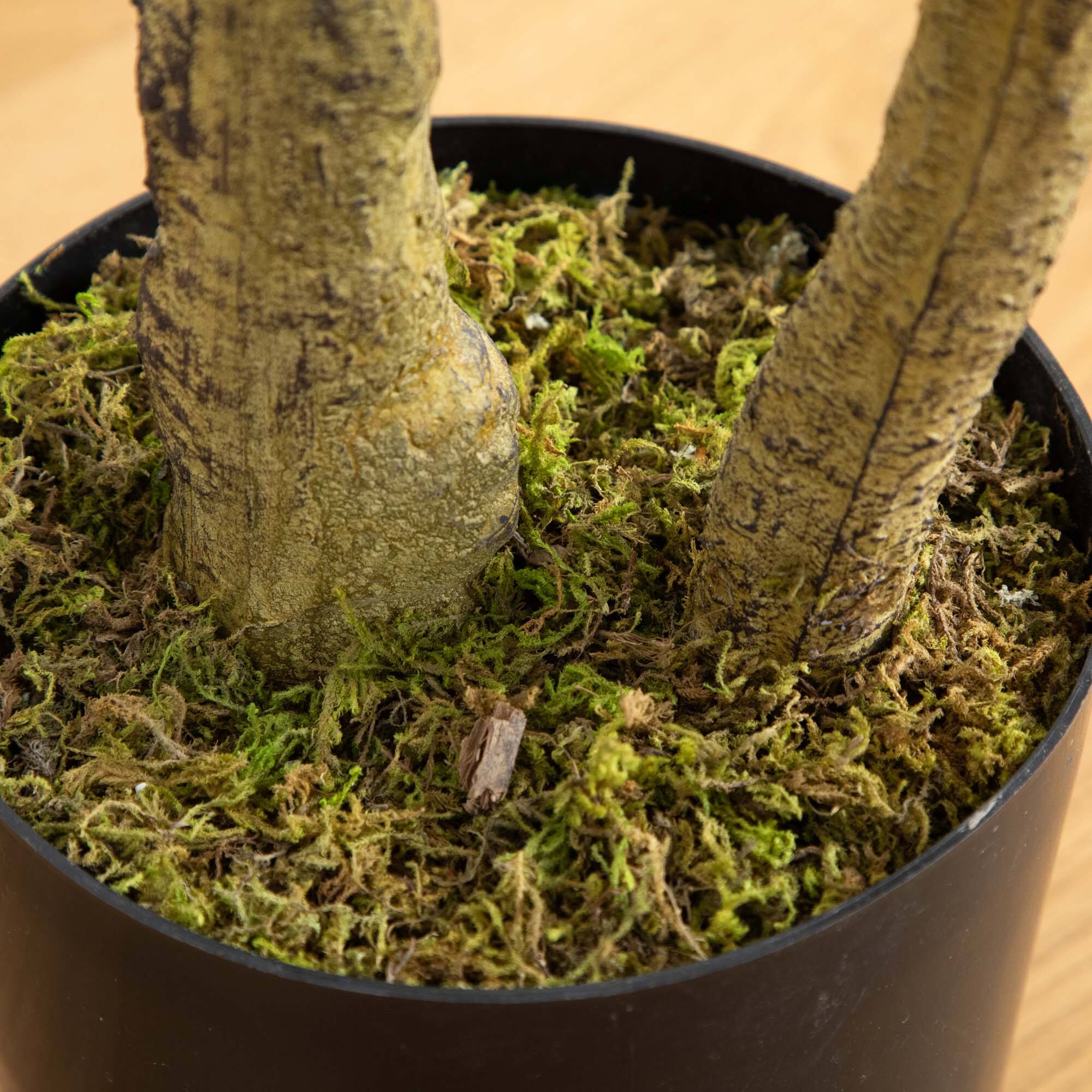 6ft. Potted Black Olive Tree