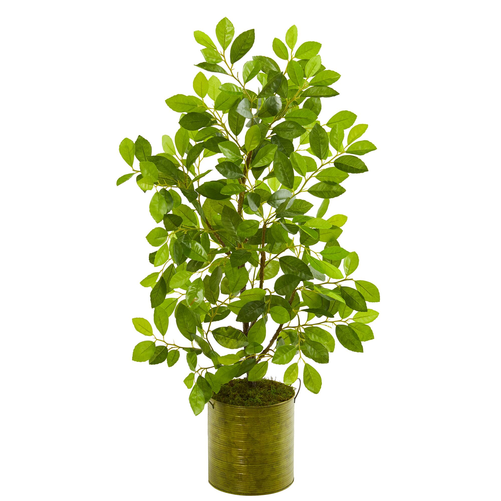 3ft. Ficus Tree in Green Planter