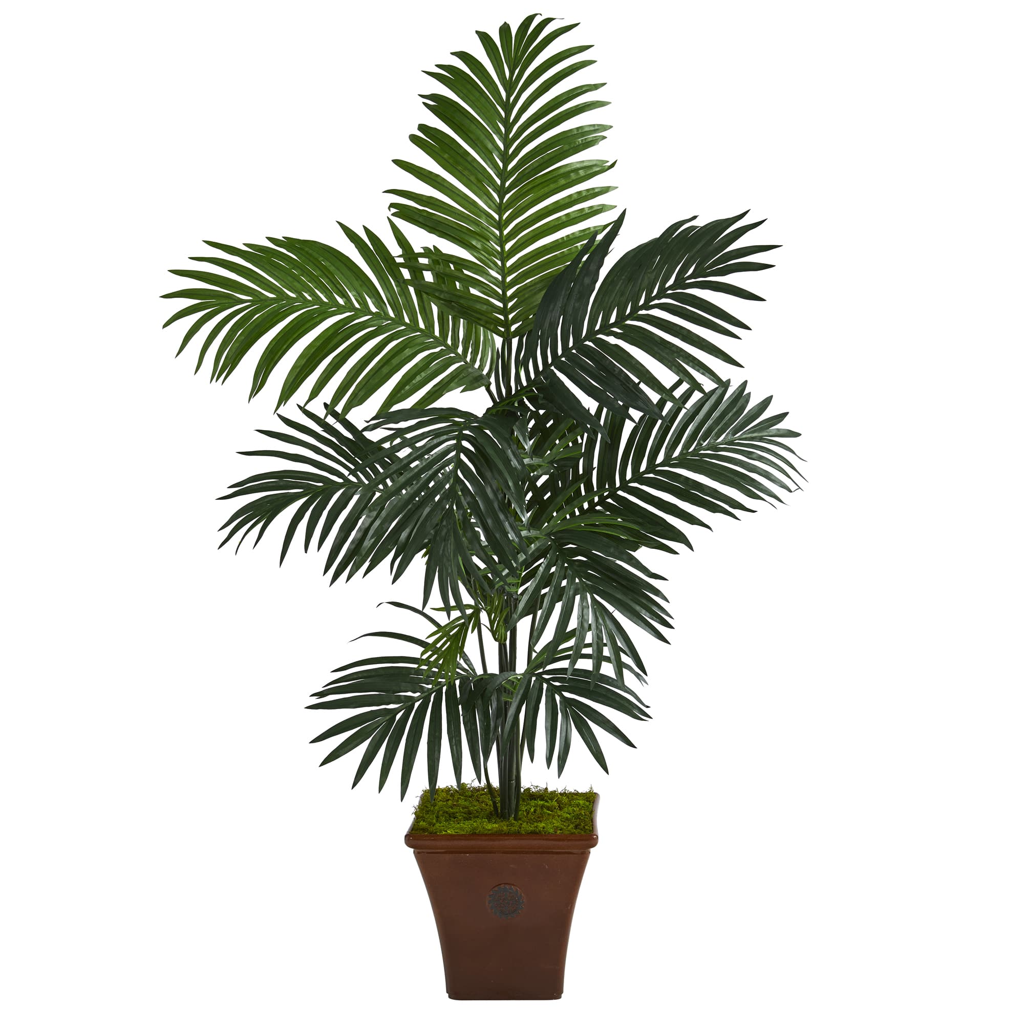 5ft. Kentia Palm Tree in Brown Planter | Michaels