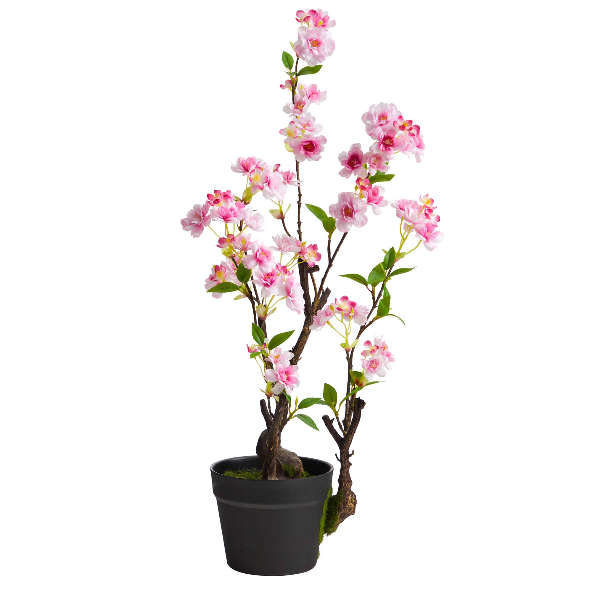 2.5ft. Potted Cherry Blossom Plant