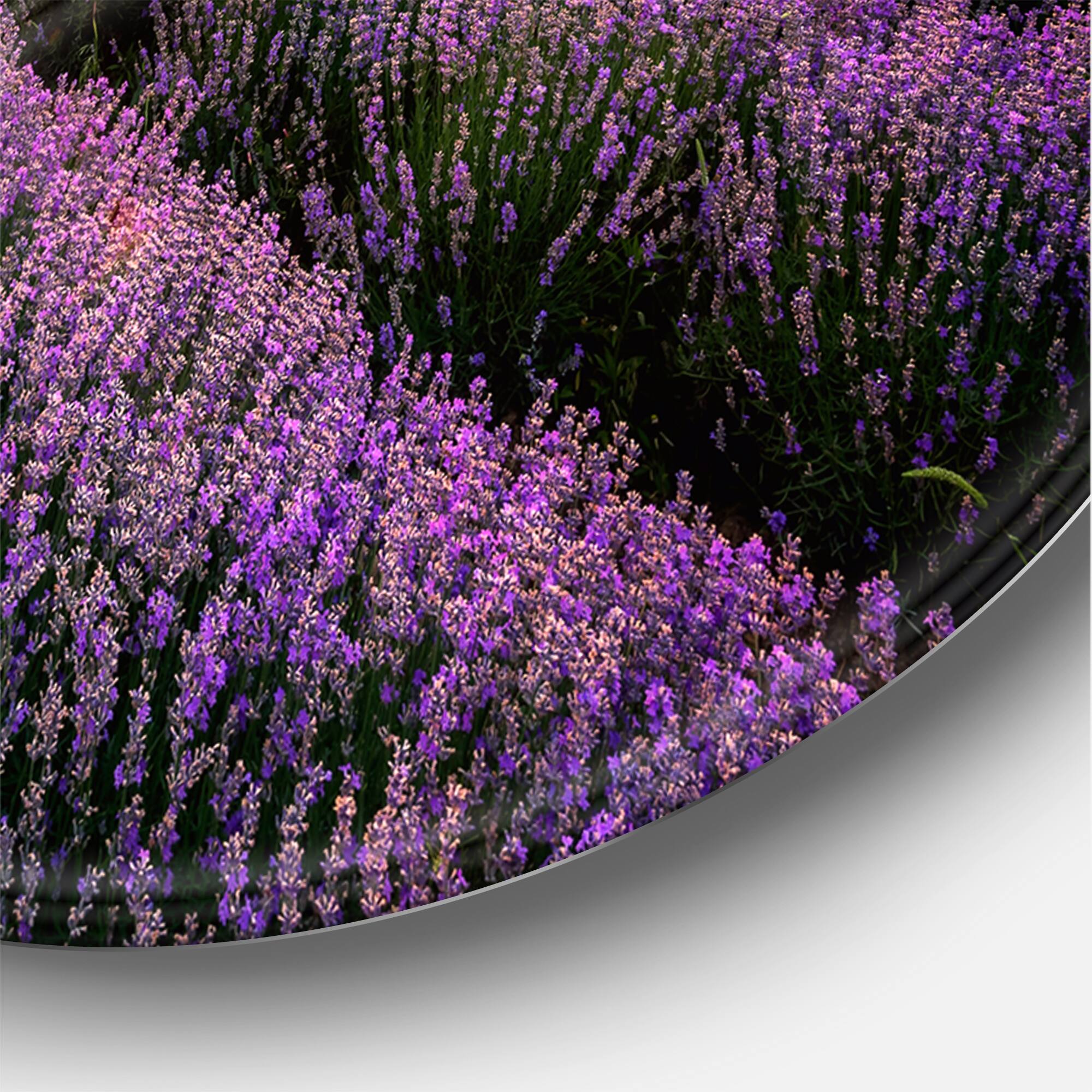 Designart - Sunrise &#x26; Dramatic Clouds Over Lavender Field VI - Farmhouse Metal Circle Wall Art