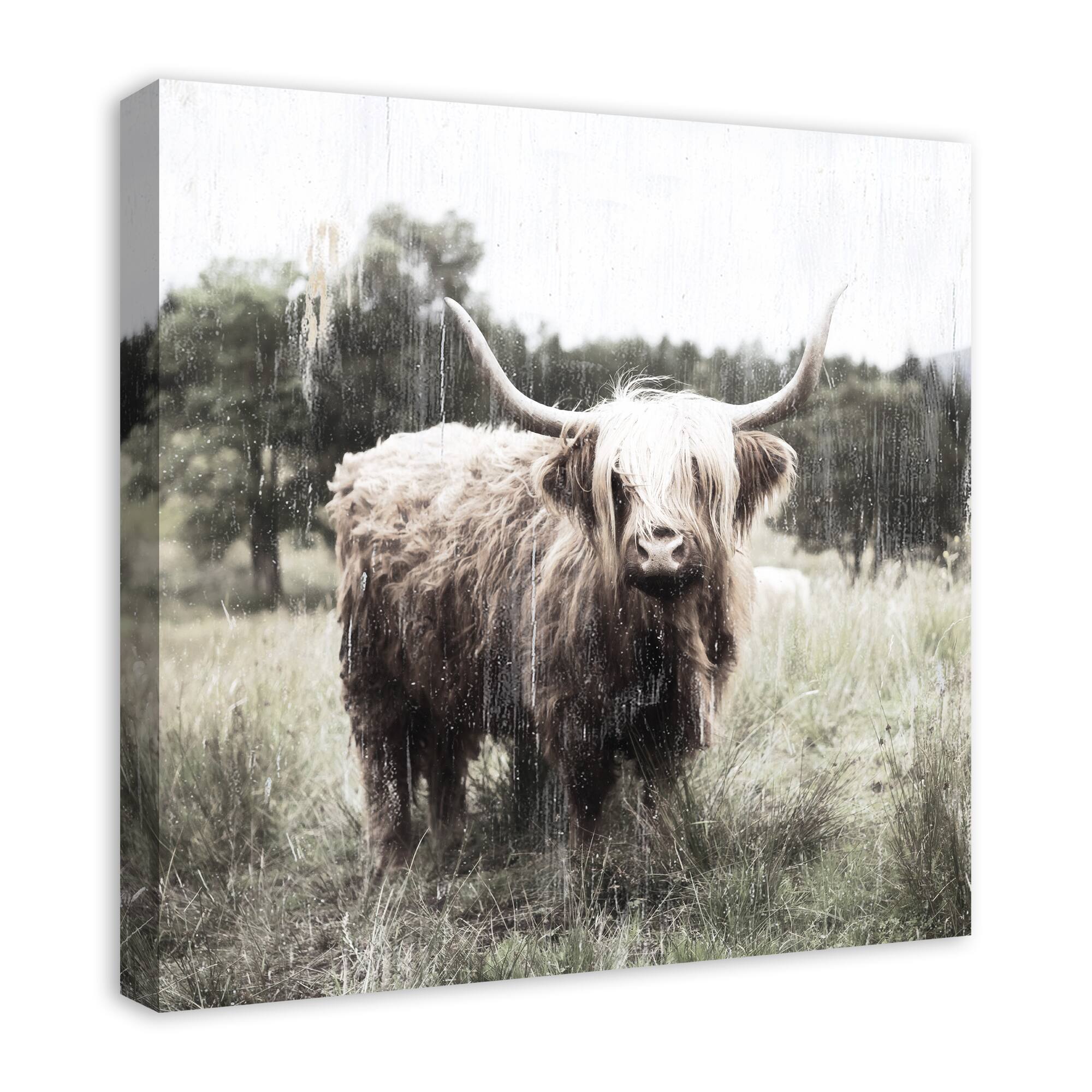 Shaggy Cow 24" x 24" Canvas Wall Art