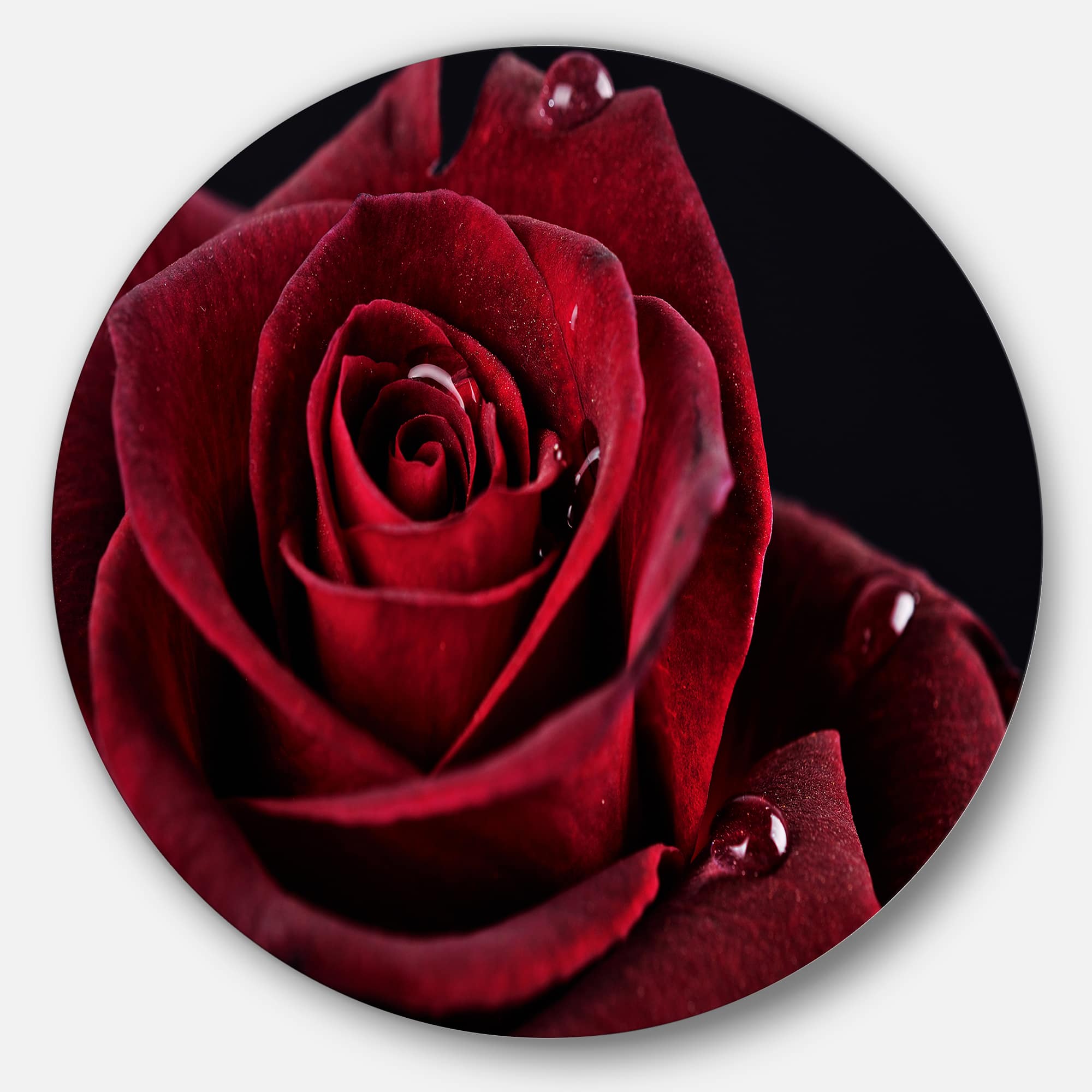 Designart - Red Rose with Raindrops on Black&#x27; Disc Flowers Large Metal Circle Wall Artwork