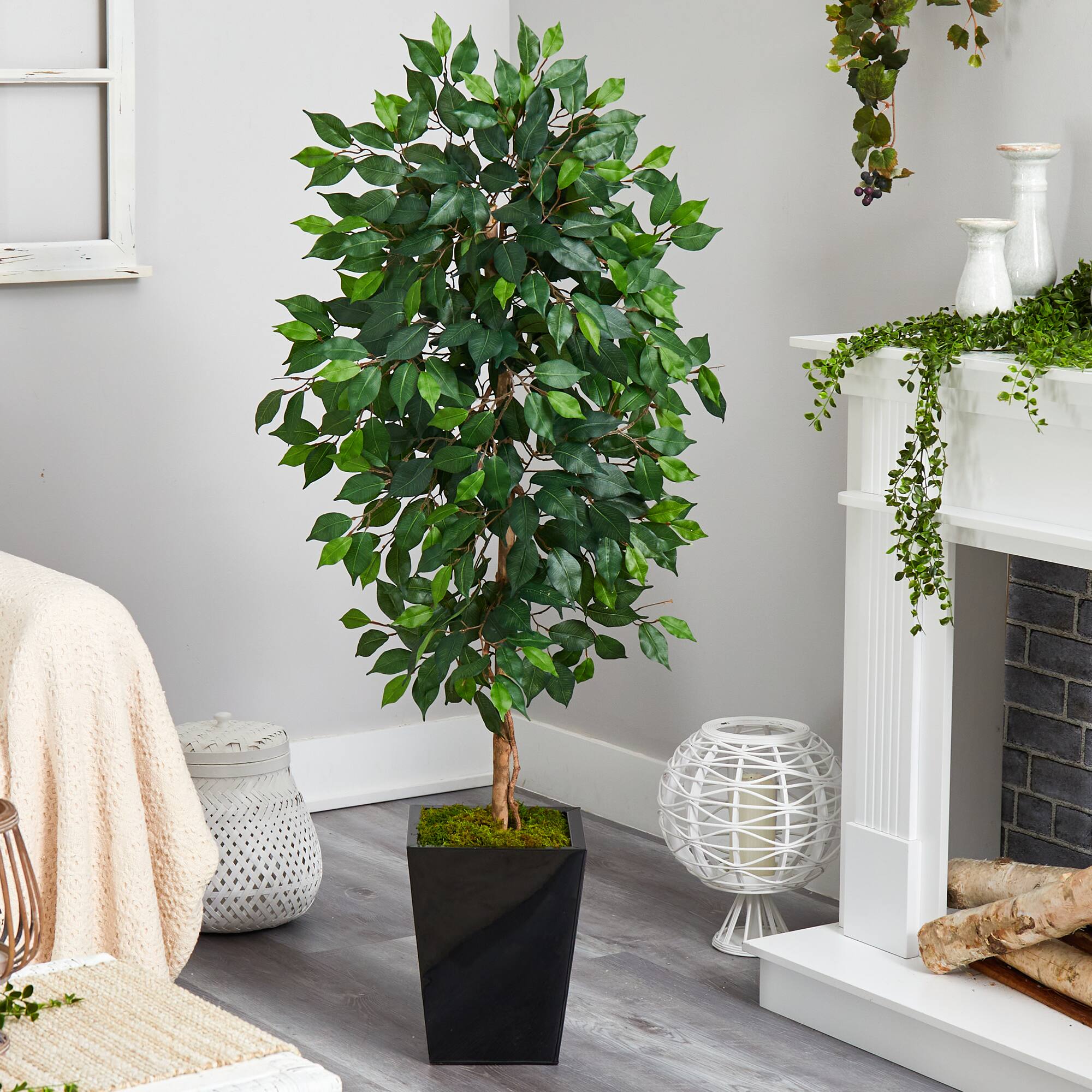 5ft. Ficus Tree in Black Metal Planter