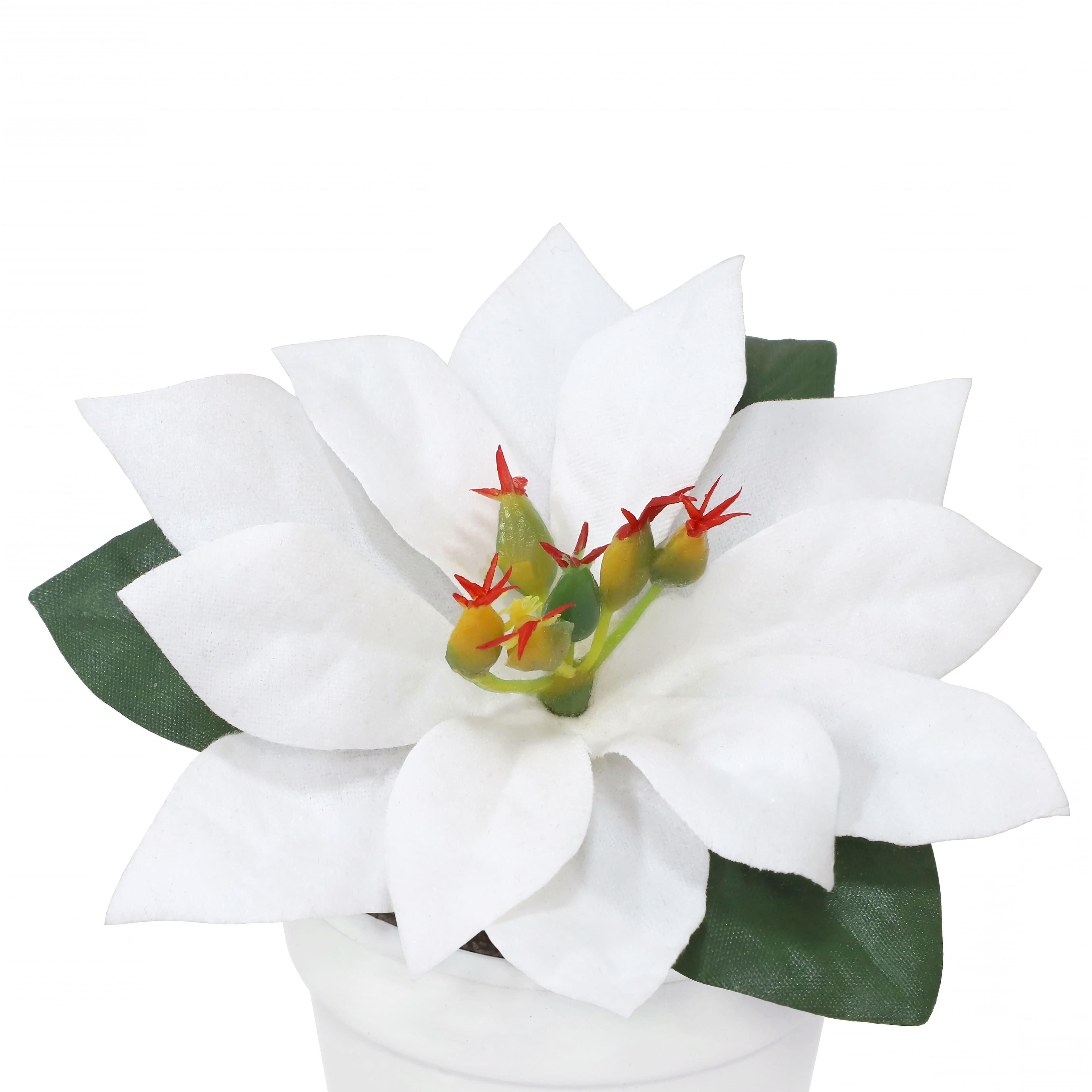 2.5&#x22; Premade White Velvet Poinsettia in White Terracotta Pot by Ashland&#xAE;