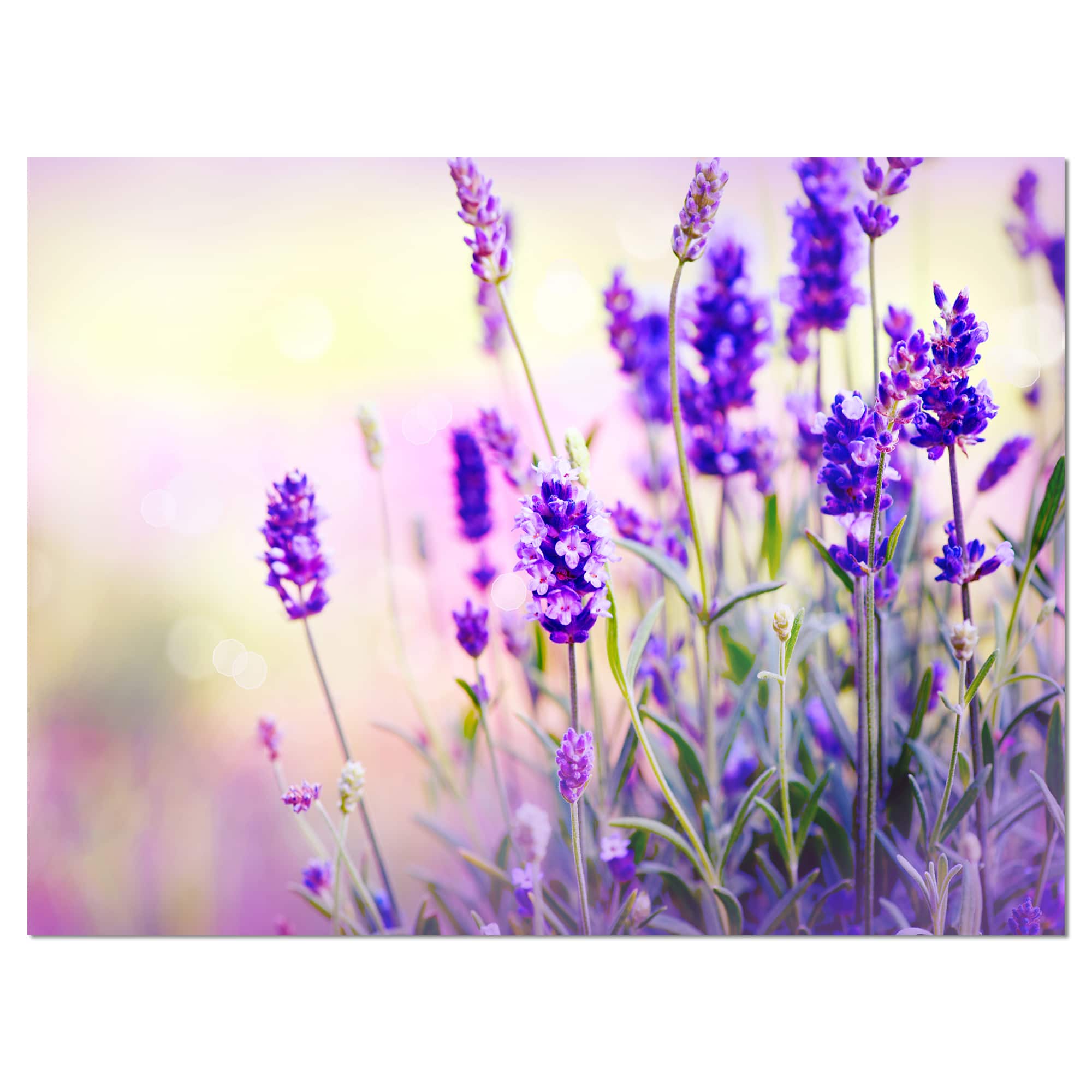 Designart - Purple Lavender Field - Floral Photography Canvas Art Print