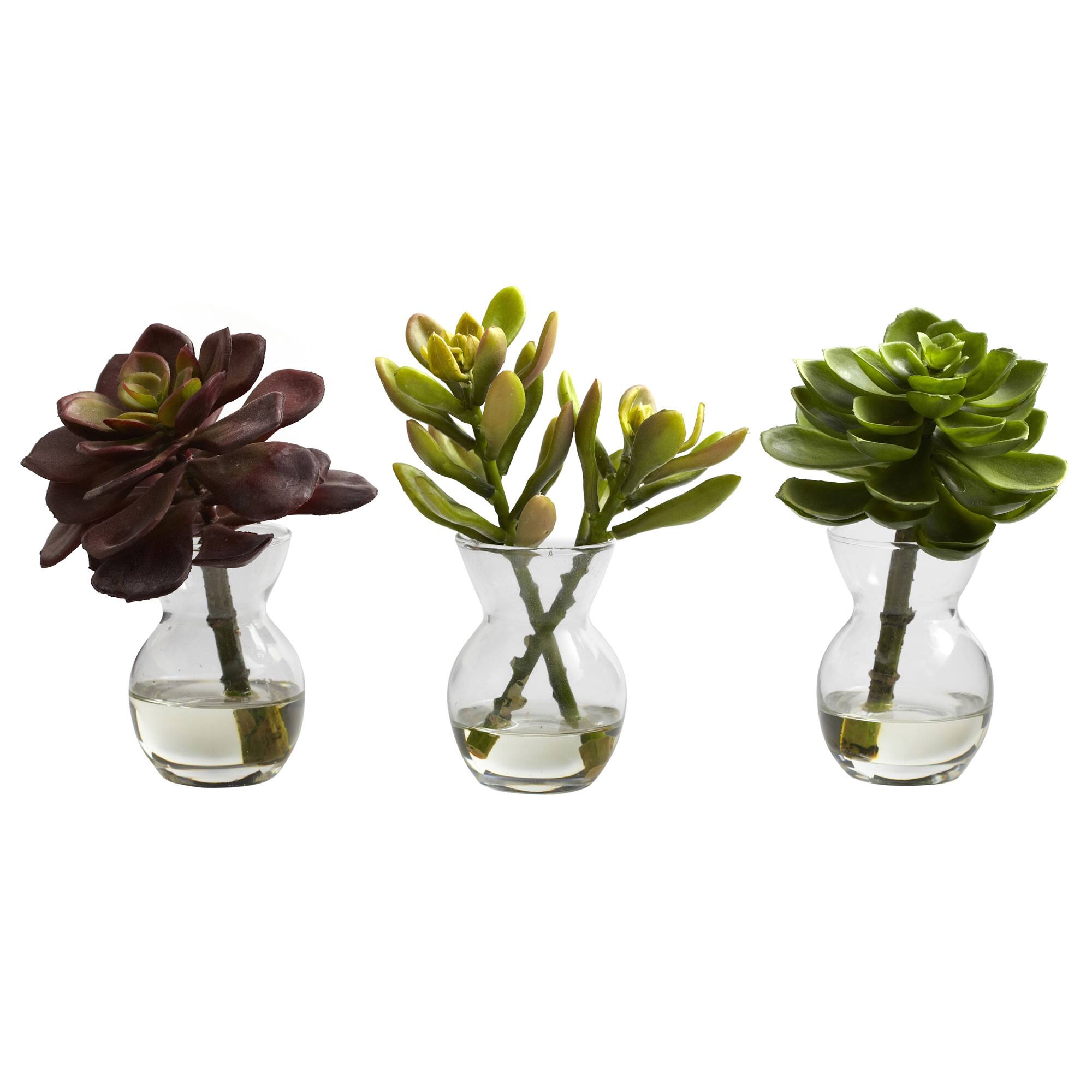 Succulent Arrangements in Vases 3ct.