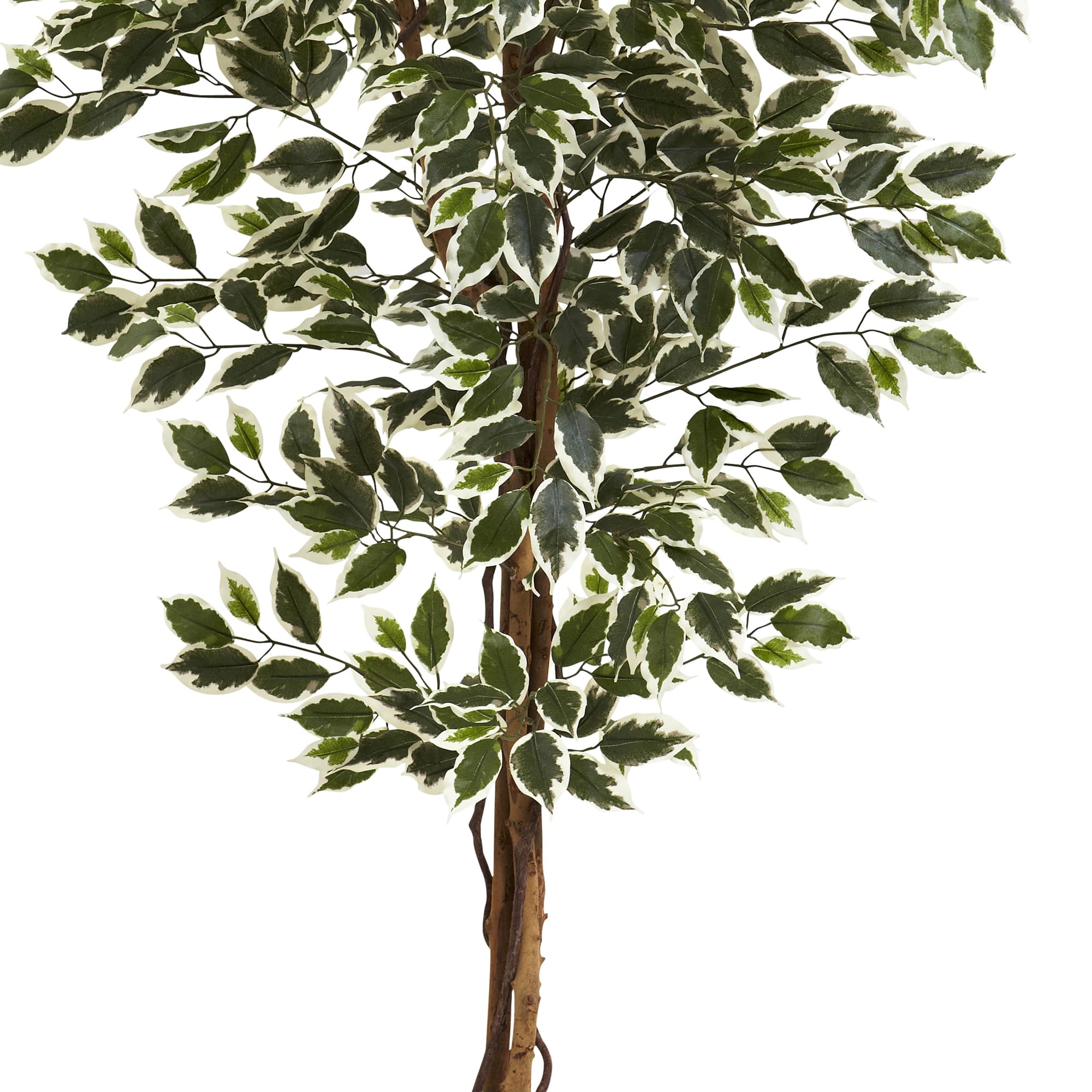 6ft. Potted Hawaiian Ficus Tree