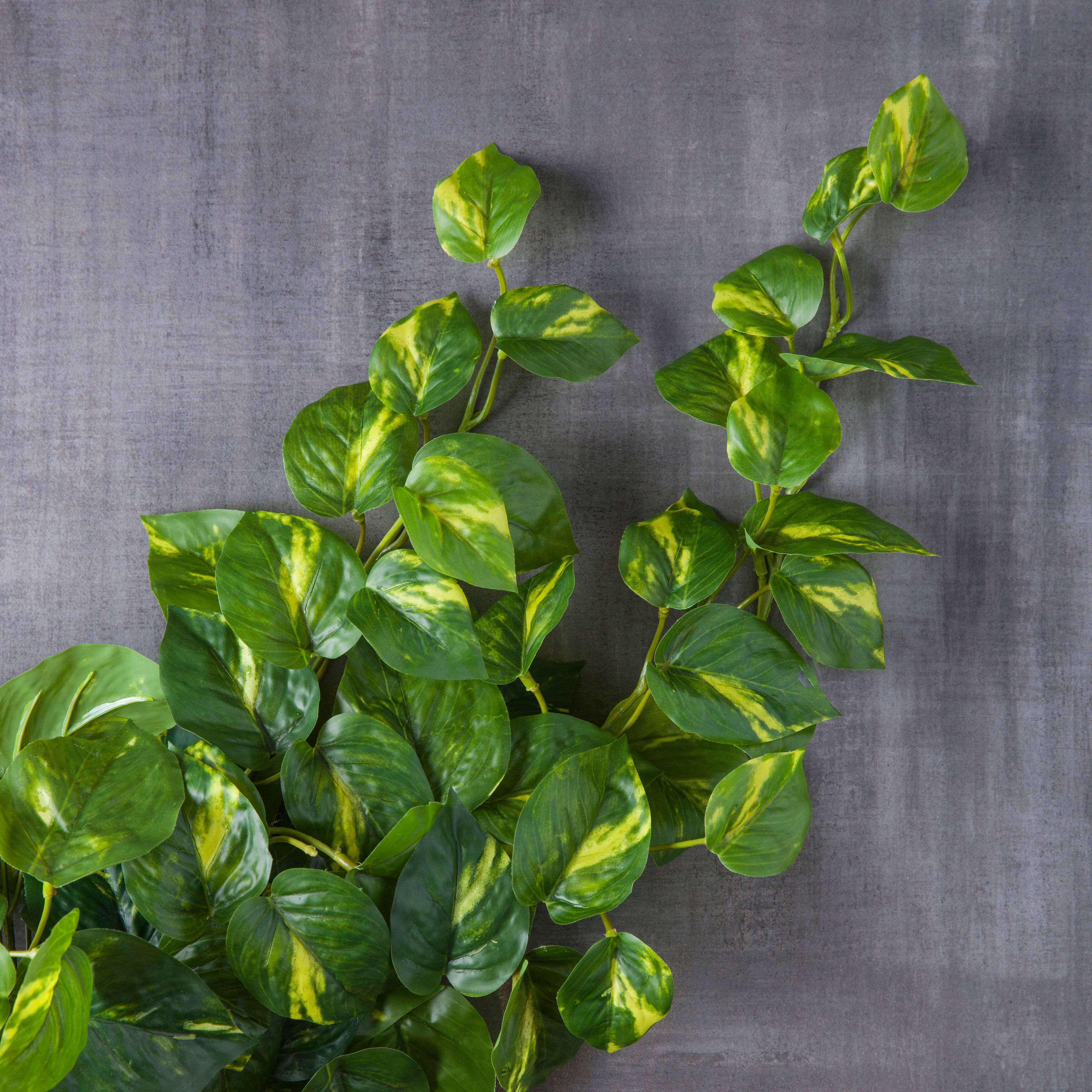 12 Pack: Hanging Philo Bush by Ashland®