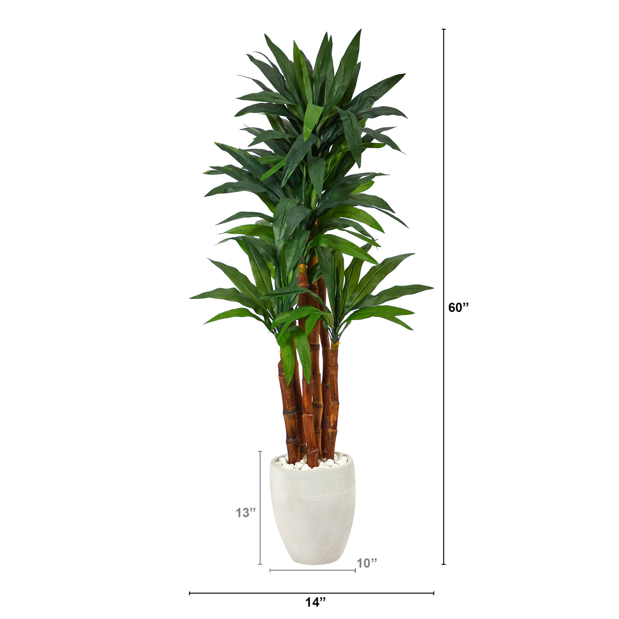5ft. Dracaena Tree in White Planter