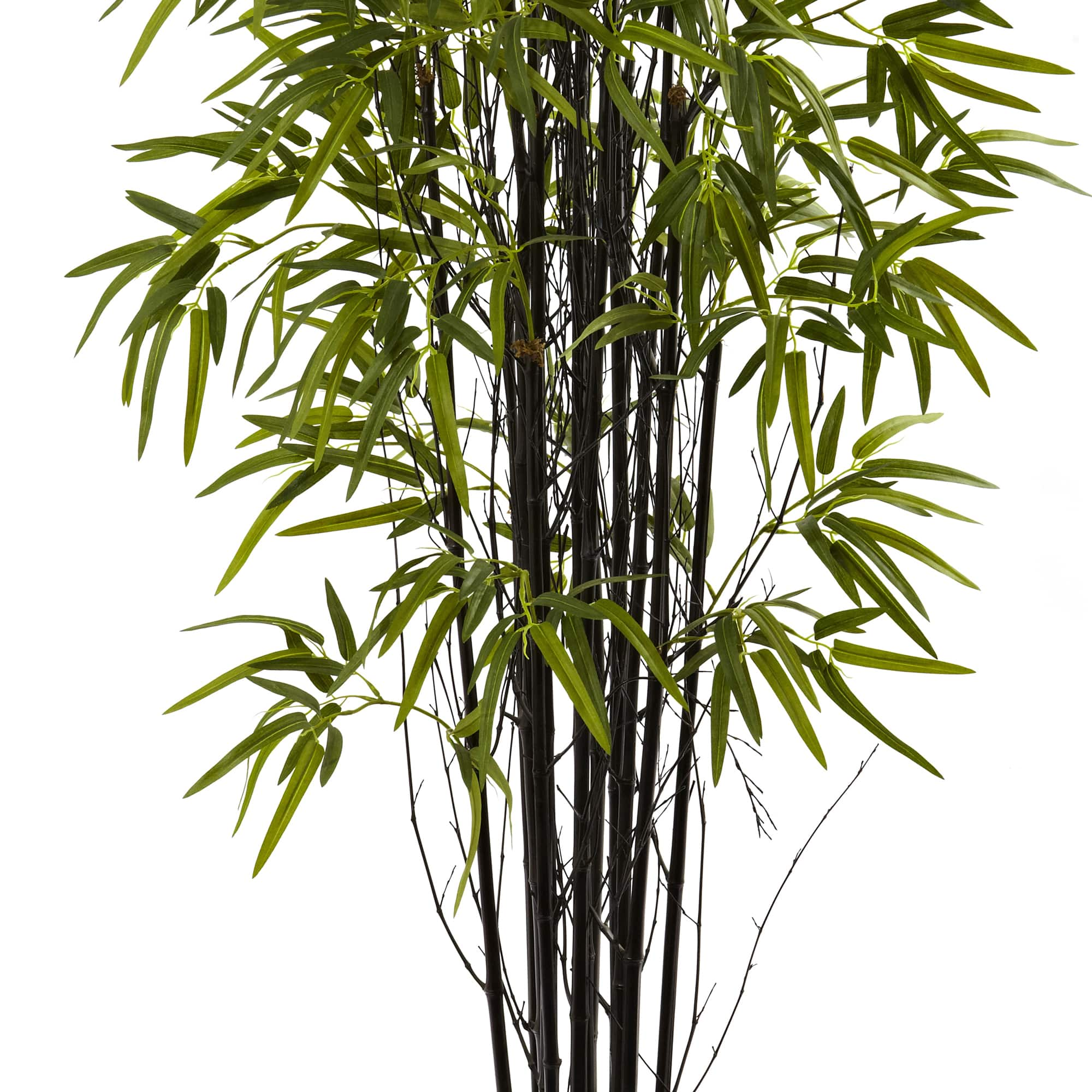 5ft. Potted Black Bamboo Tree