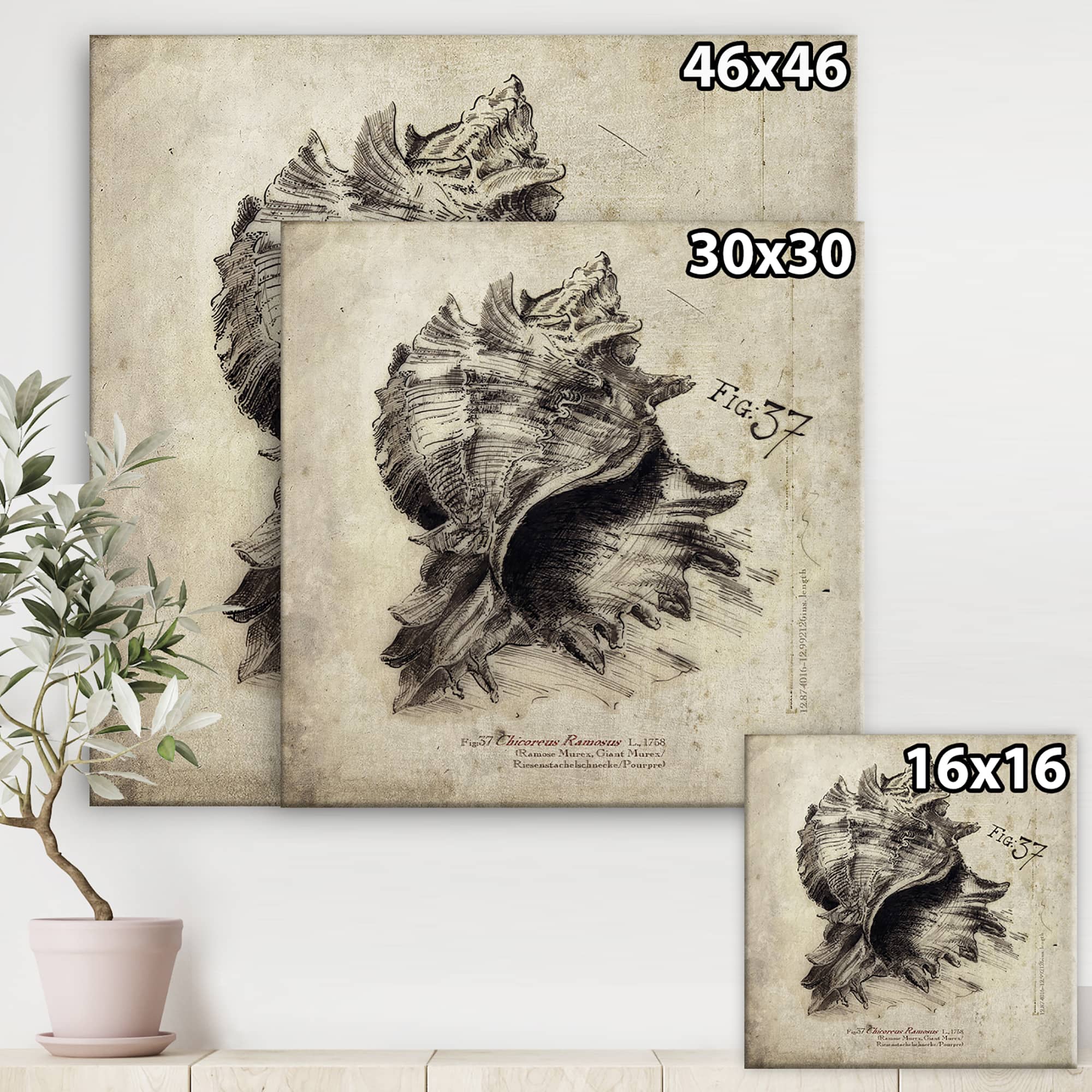 Designart - Sea Shell Old Style Sketch I - Nautical & Coastal Gallery-wrapped Canvas