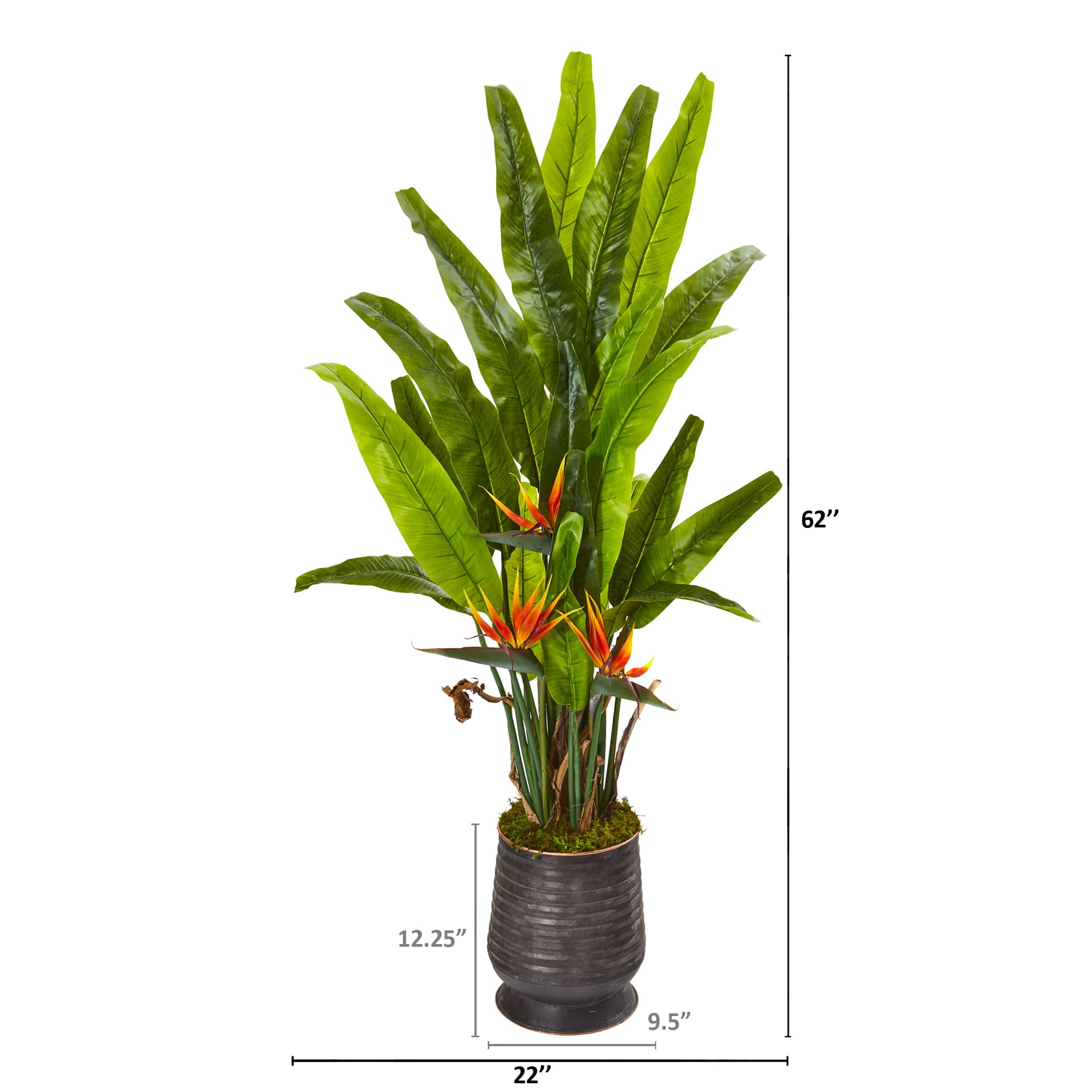 5ft. Bird of Paradise Plant in Decorative Planter