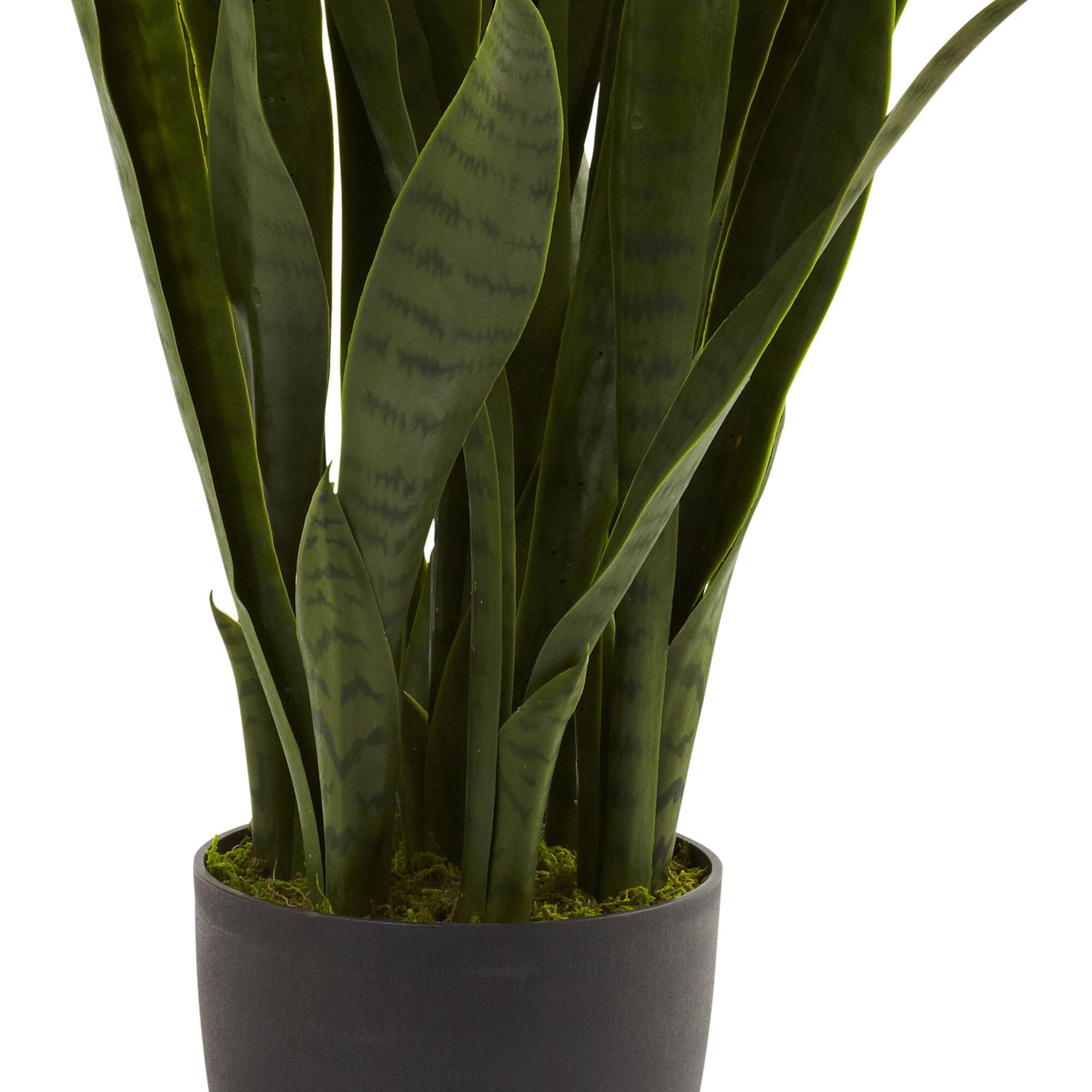 3ft. Snake Plant with Black Planter