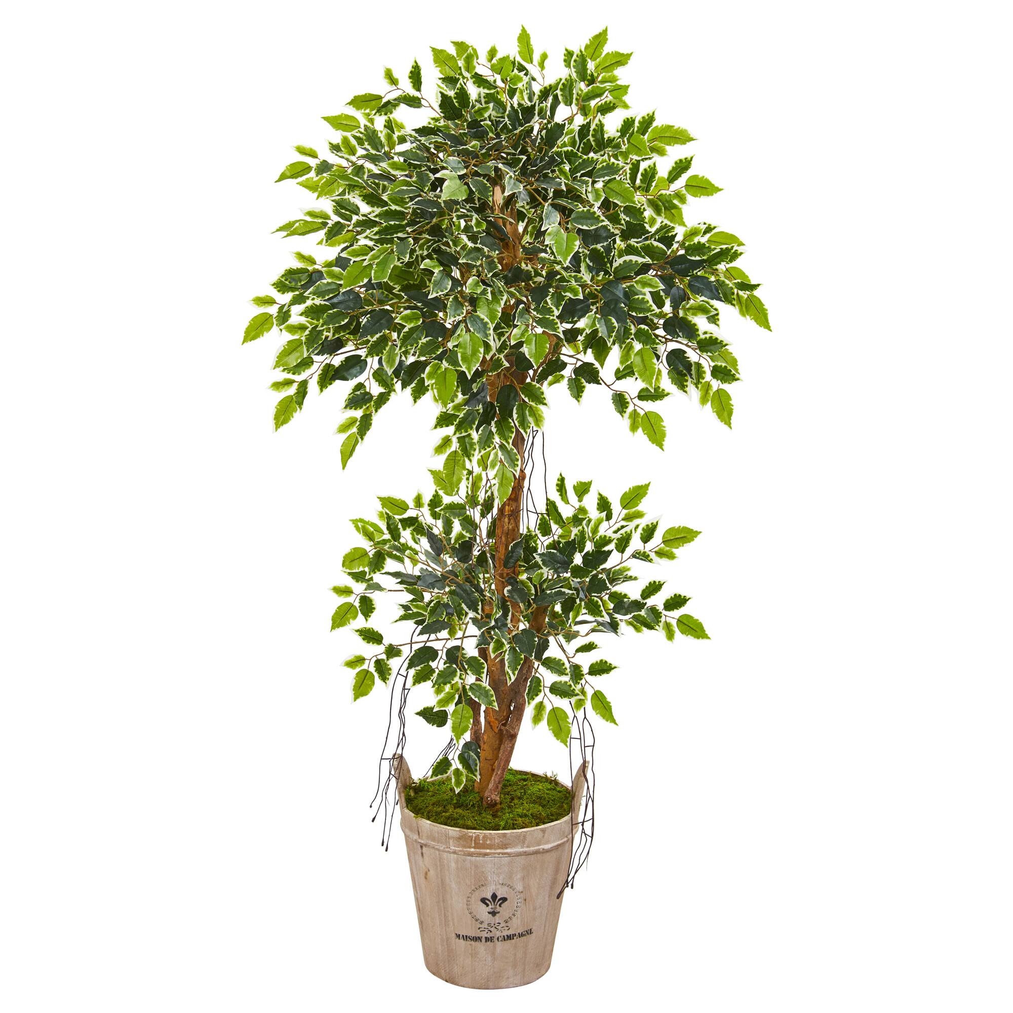4.5ft. Variegated Ficus Tree in Farmhouse Planter