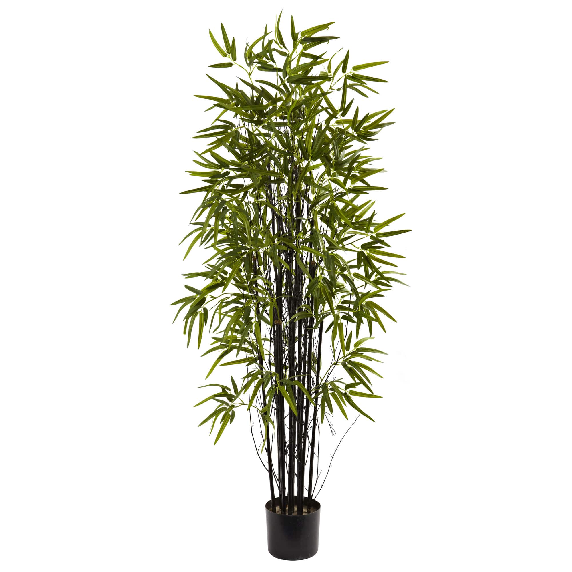 5ft. Potted Black Bamboo Tree