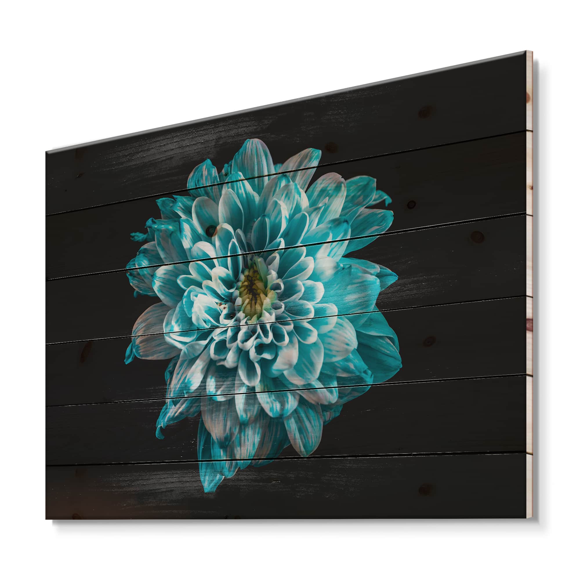 Designart - Close Up Of Flower With Blue and White Petals - Traditional Print on Natural Pine Wood