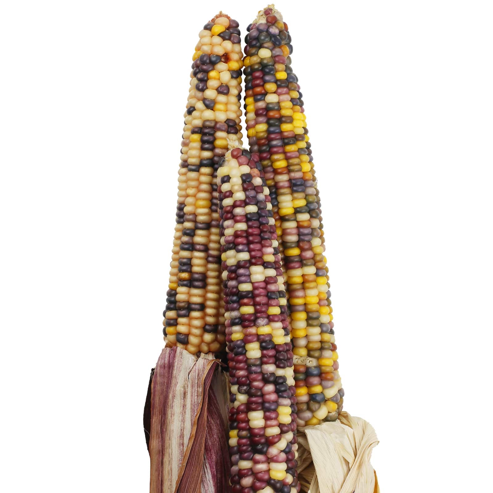 Large Harvest Corn Bundle by Ashland&#xAE;