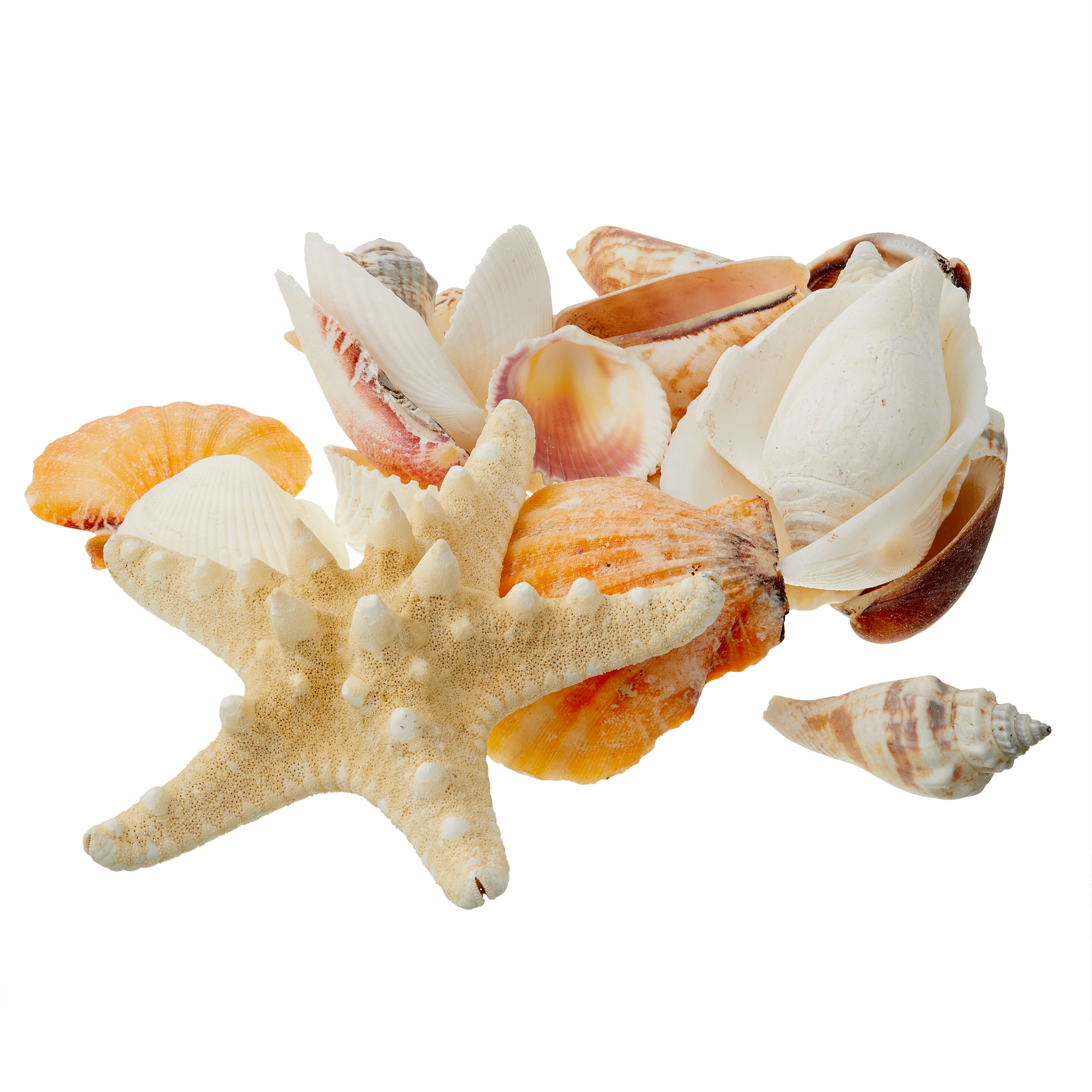 Ocean Beach Spiral Seashells, Natural Craft Seashell Charms Small Conch  Shells for Home Party Wedding Decor Candle Making Fish Tank Vase Filler