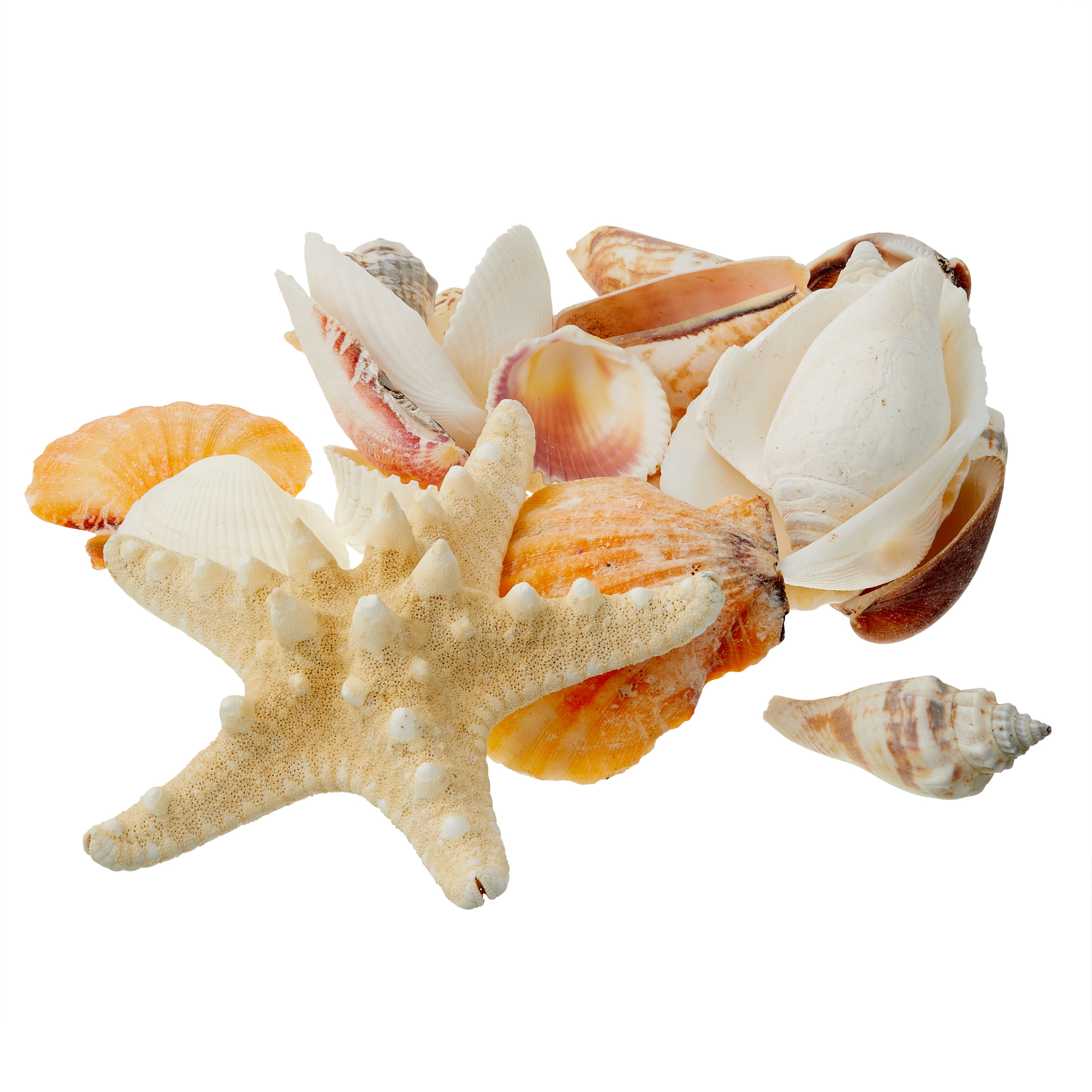 Assorted Sea Shells 800g, Craft Materials