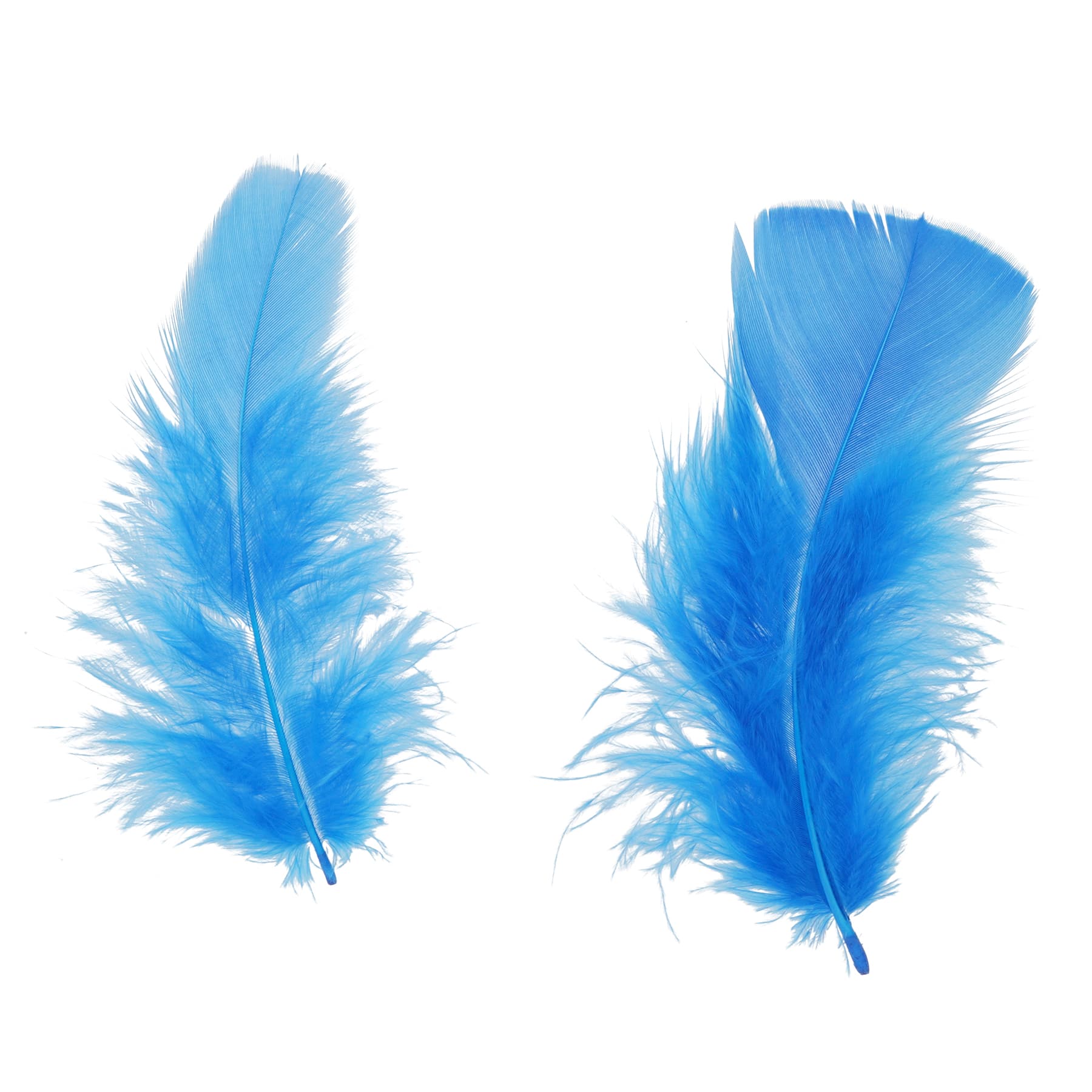 Turkey Feathers by Creatology&#x2122;