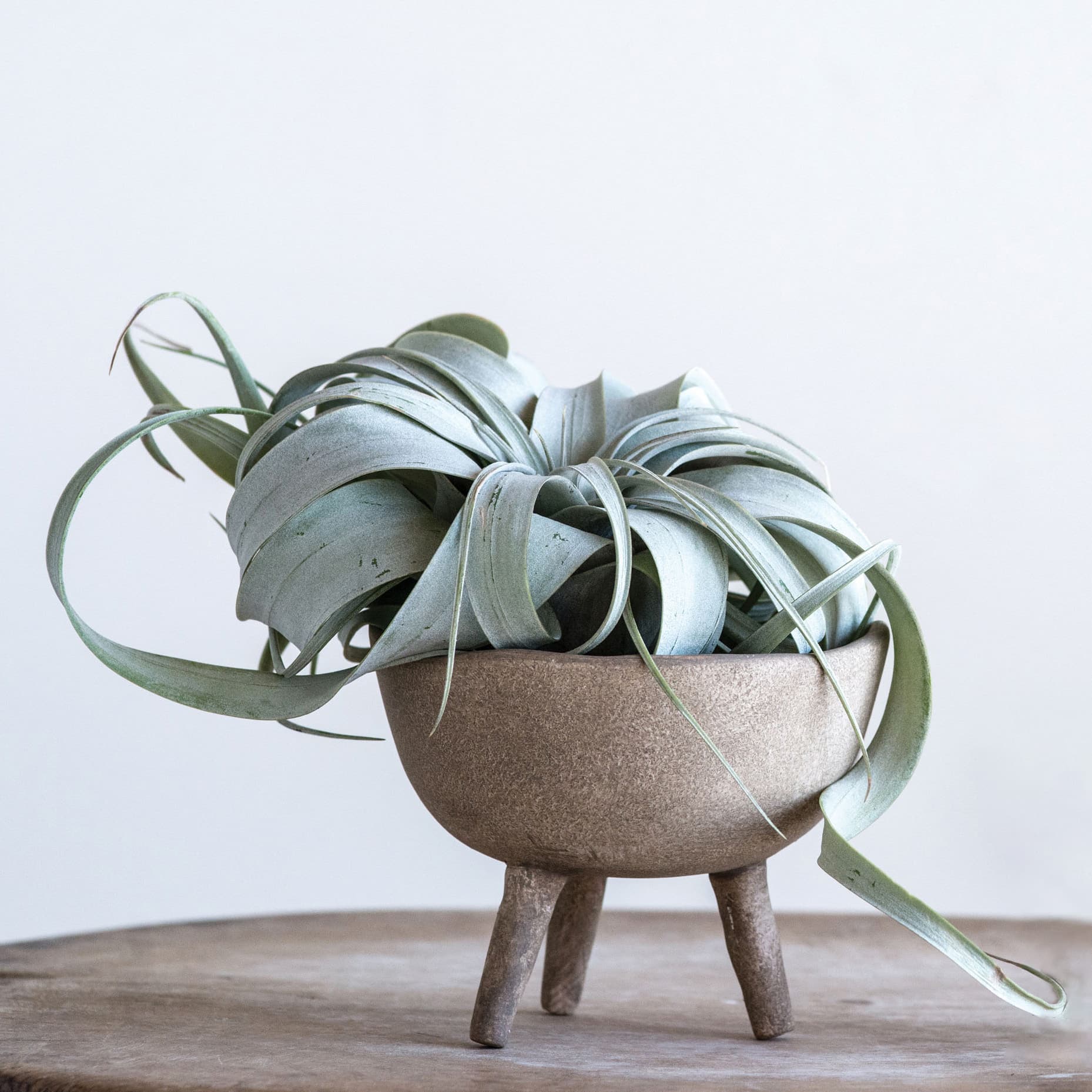 5.5&#x22; Large Matte Taupe Terracotta Footed Planter