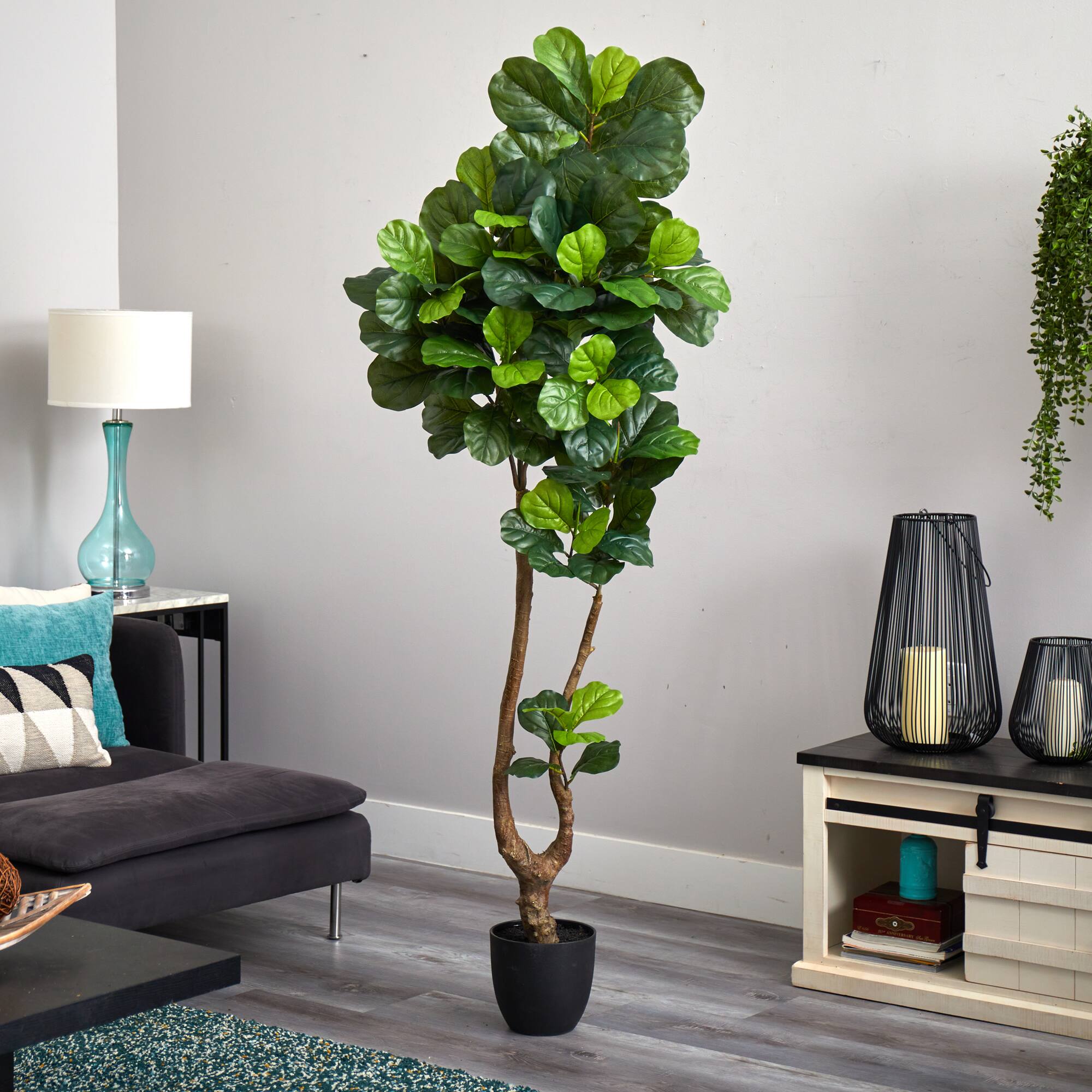6.5ft. Potted Fiddle Leaf Tree