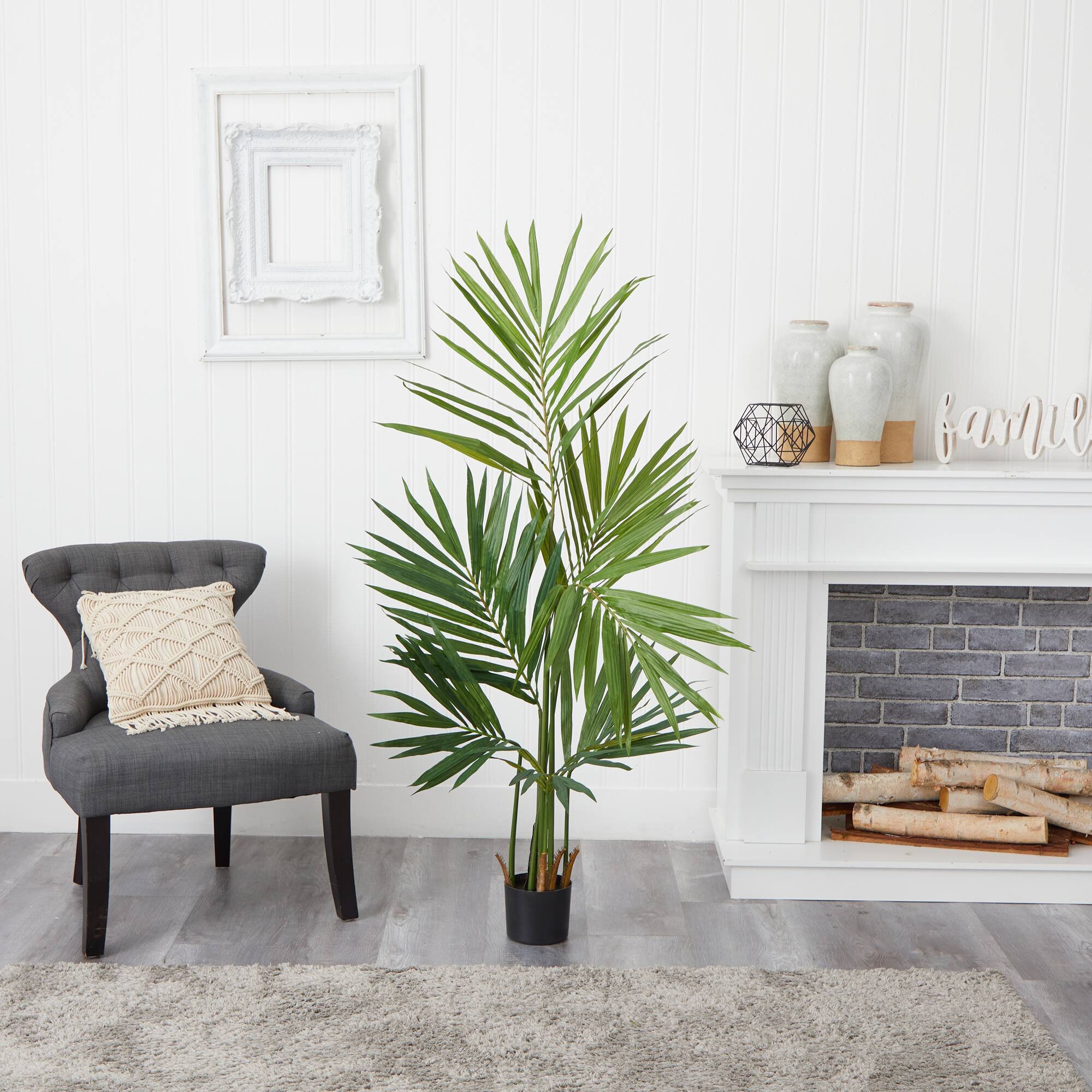 5ft. Potted Kentia Palm Tree