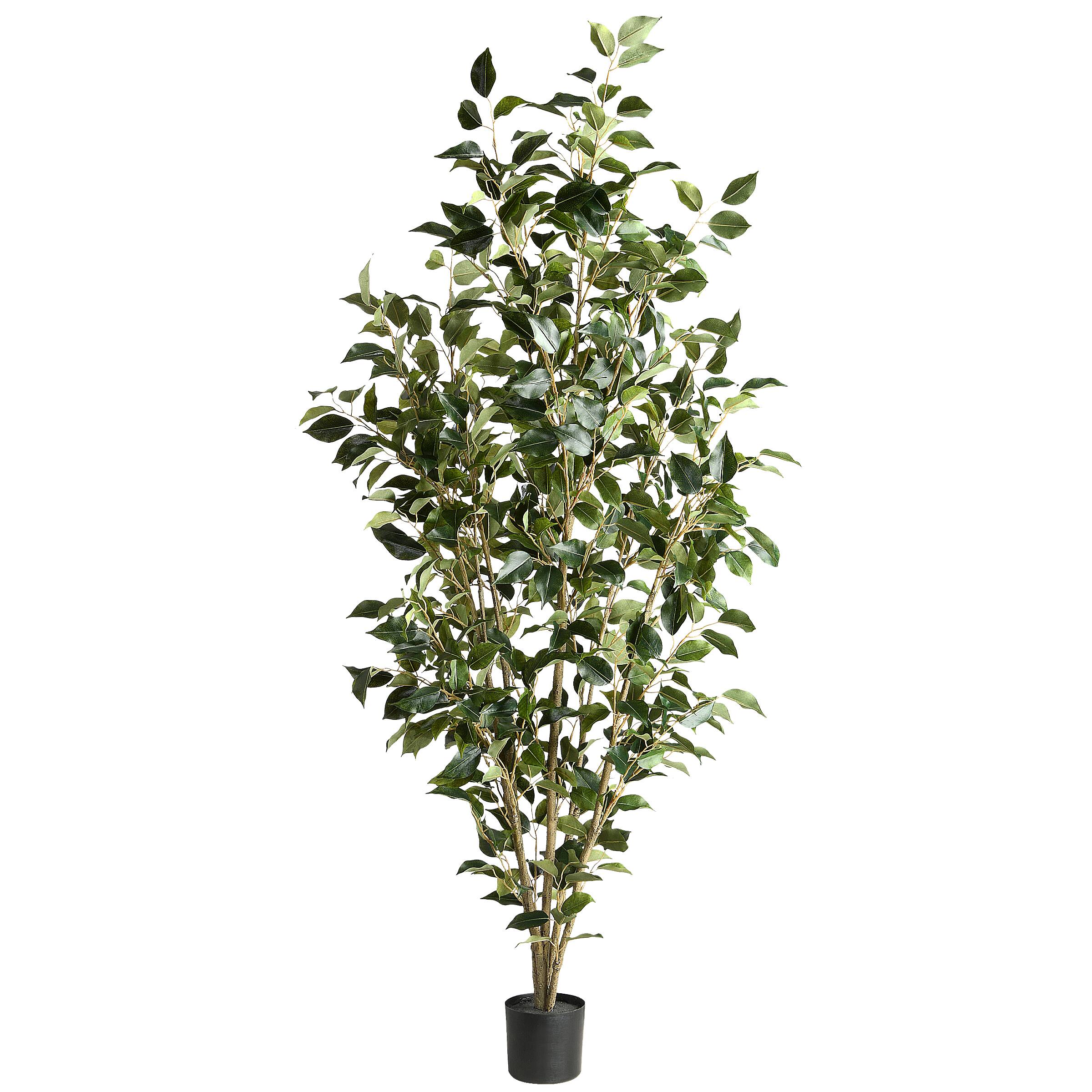 5ft. Potted Ficus Tree Trees & Floor Plants Michaels