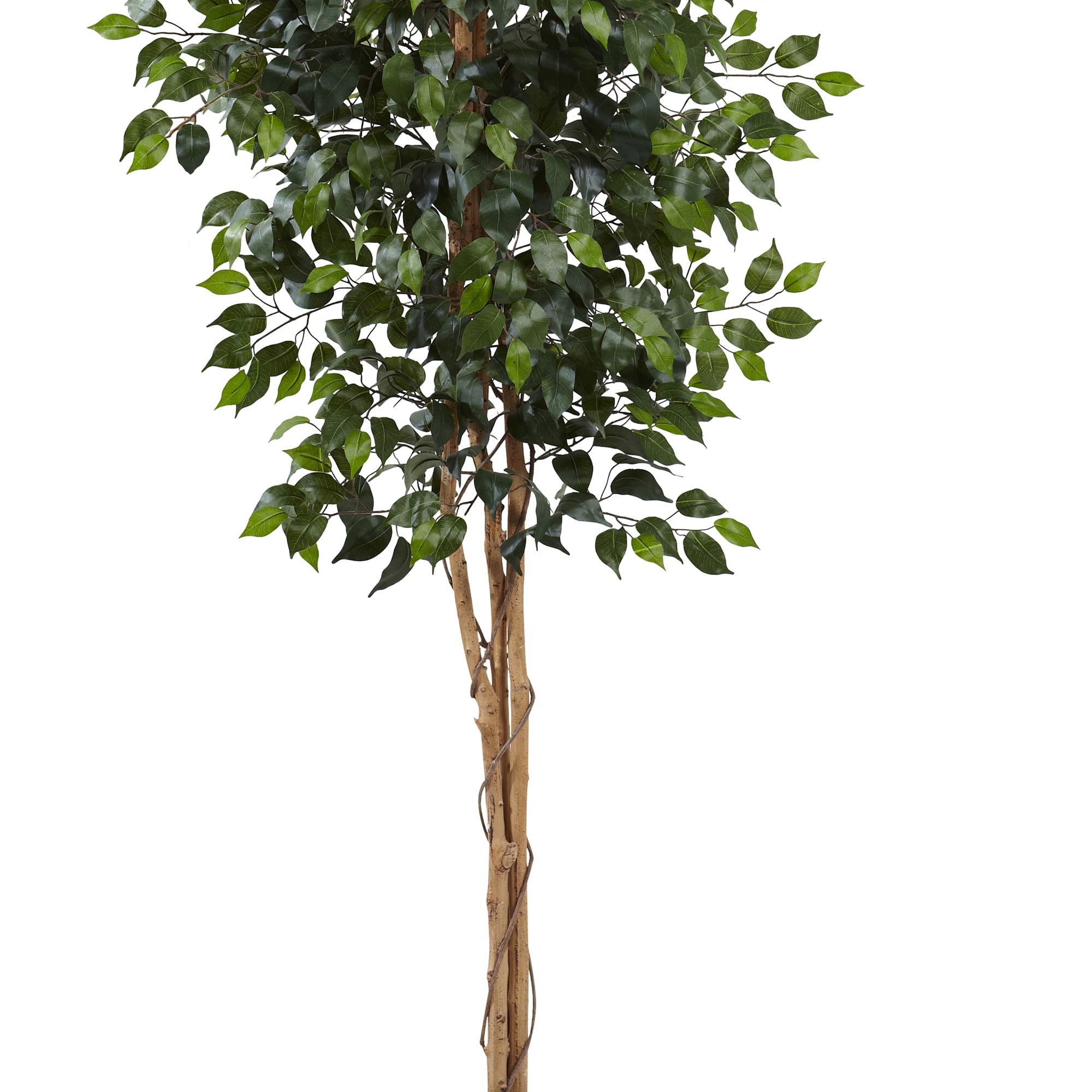 8ft. Potted Ficus Tree
