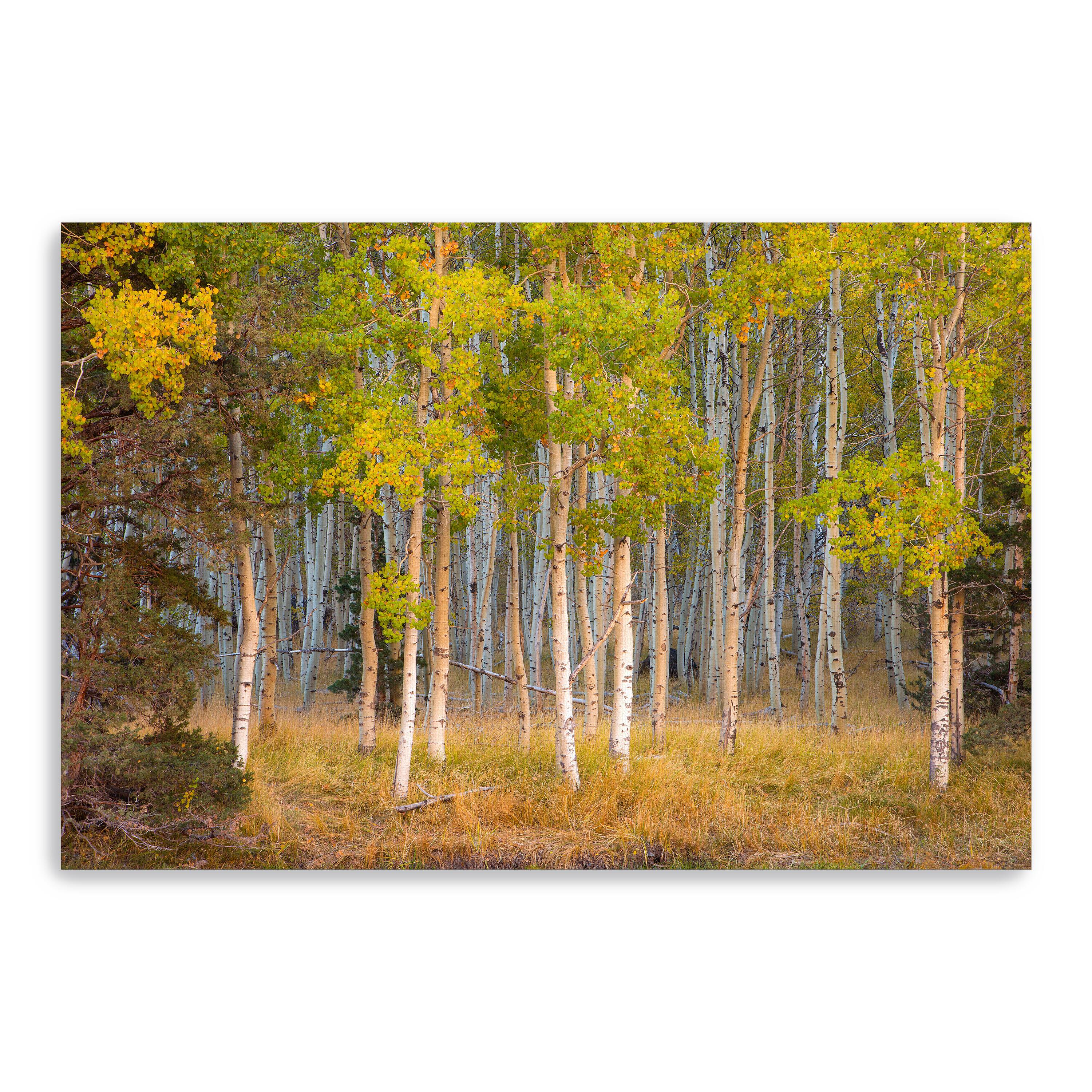 Lumaprints June Lake Aspen Giclée Canvas