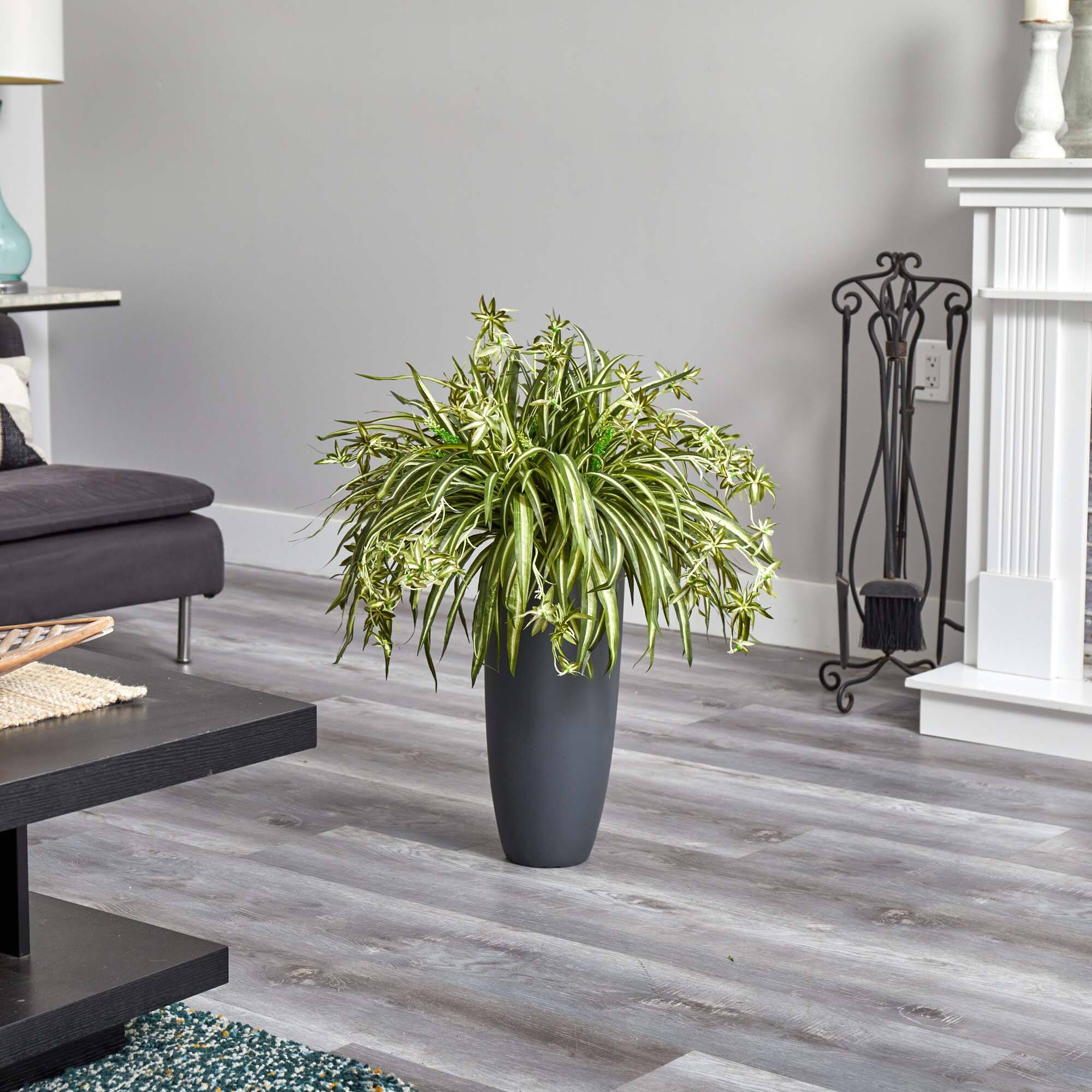 2.75ft. Spider Plant in Gray Cylinder Planter