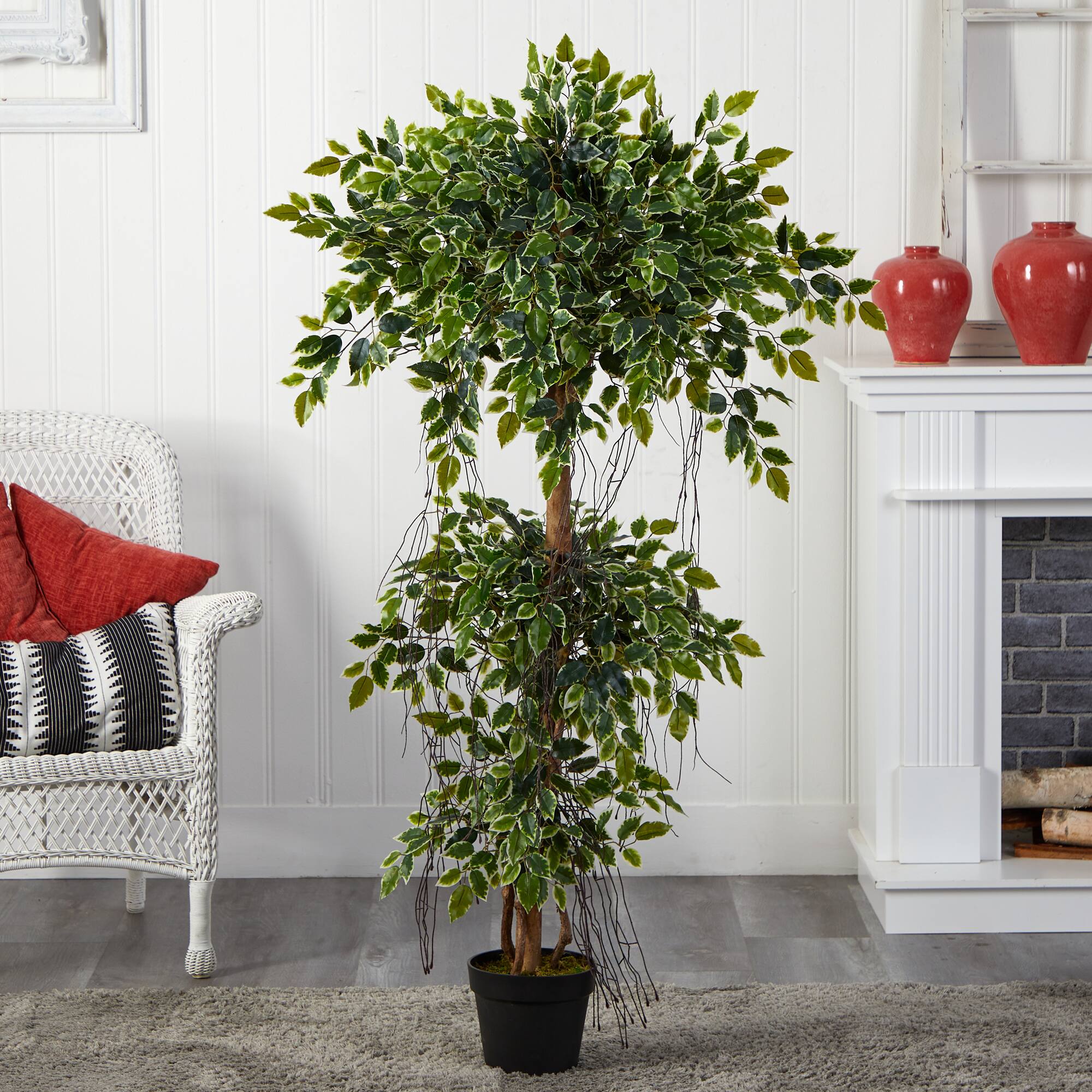 5ft. Potted Elegant Ficus Tree