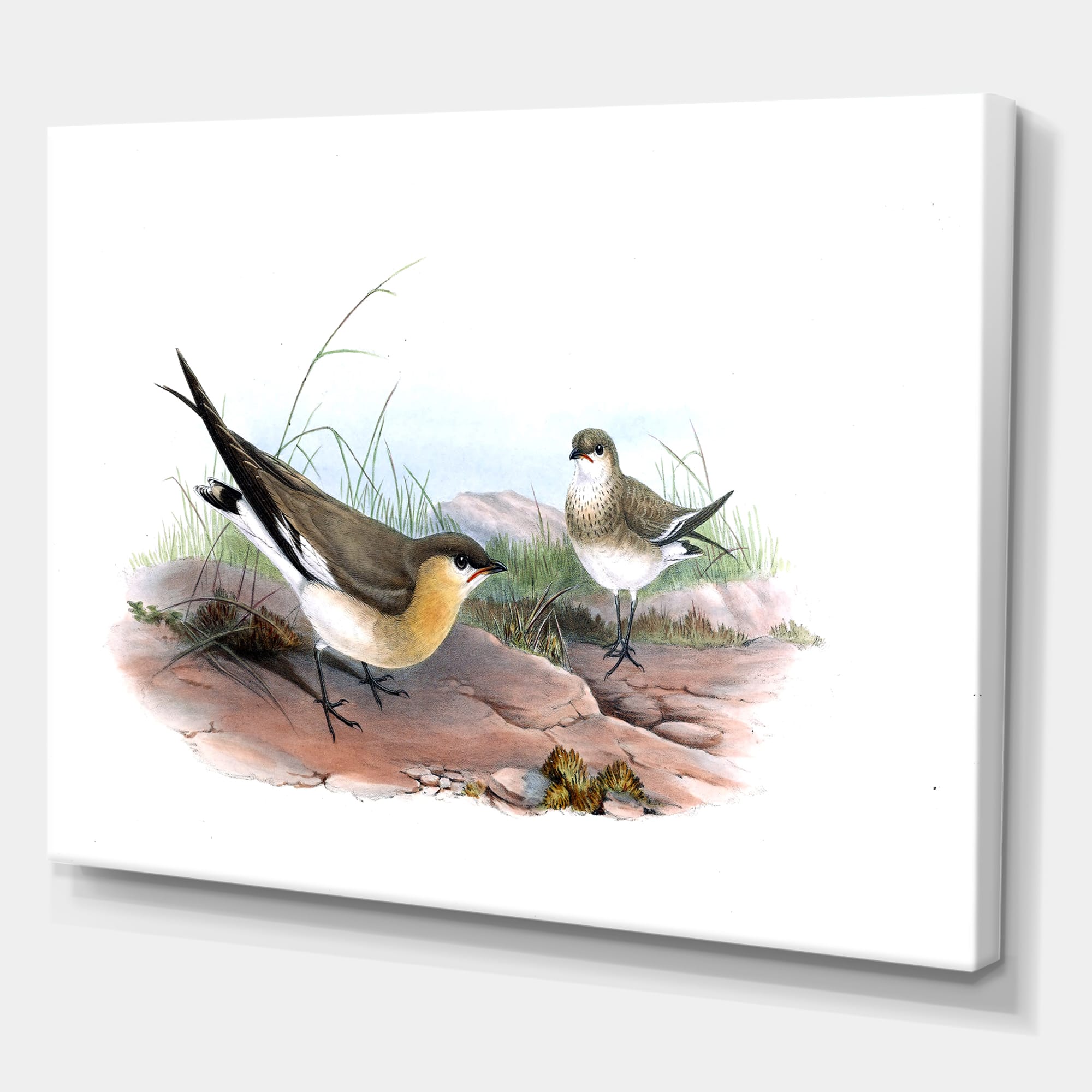 Designart - Vintage Bird Illustration II - Farmhouse Canvas Wall Art Print