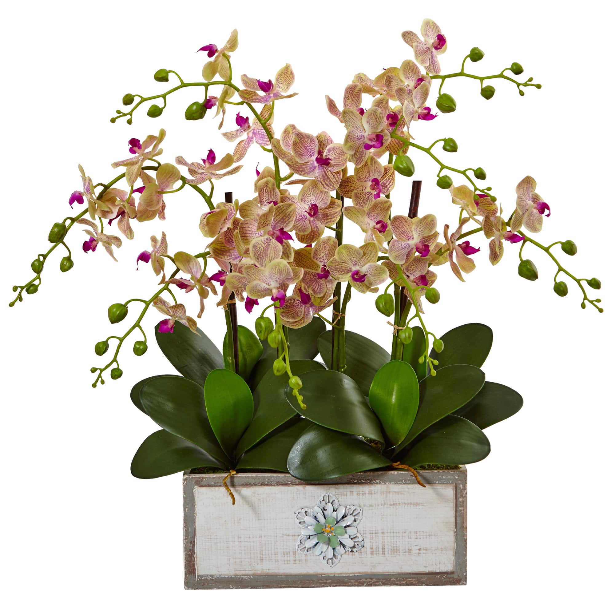 23" Cream & Pink Moth Orchid Arrangement in Decorative Wood Planter